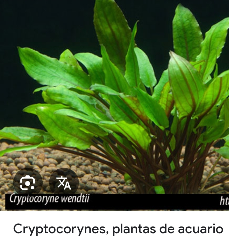Planta Acuario Cryptocoryne wendtii