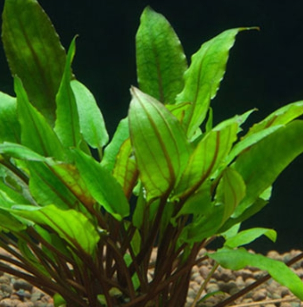 Planta Acuario Cryptocoryne wendtii