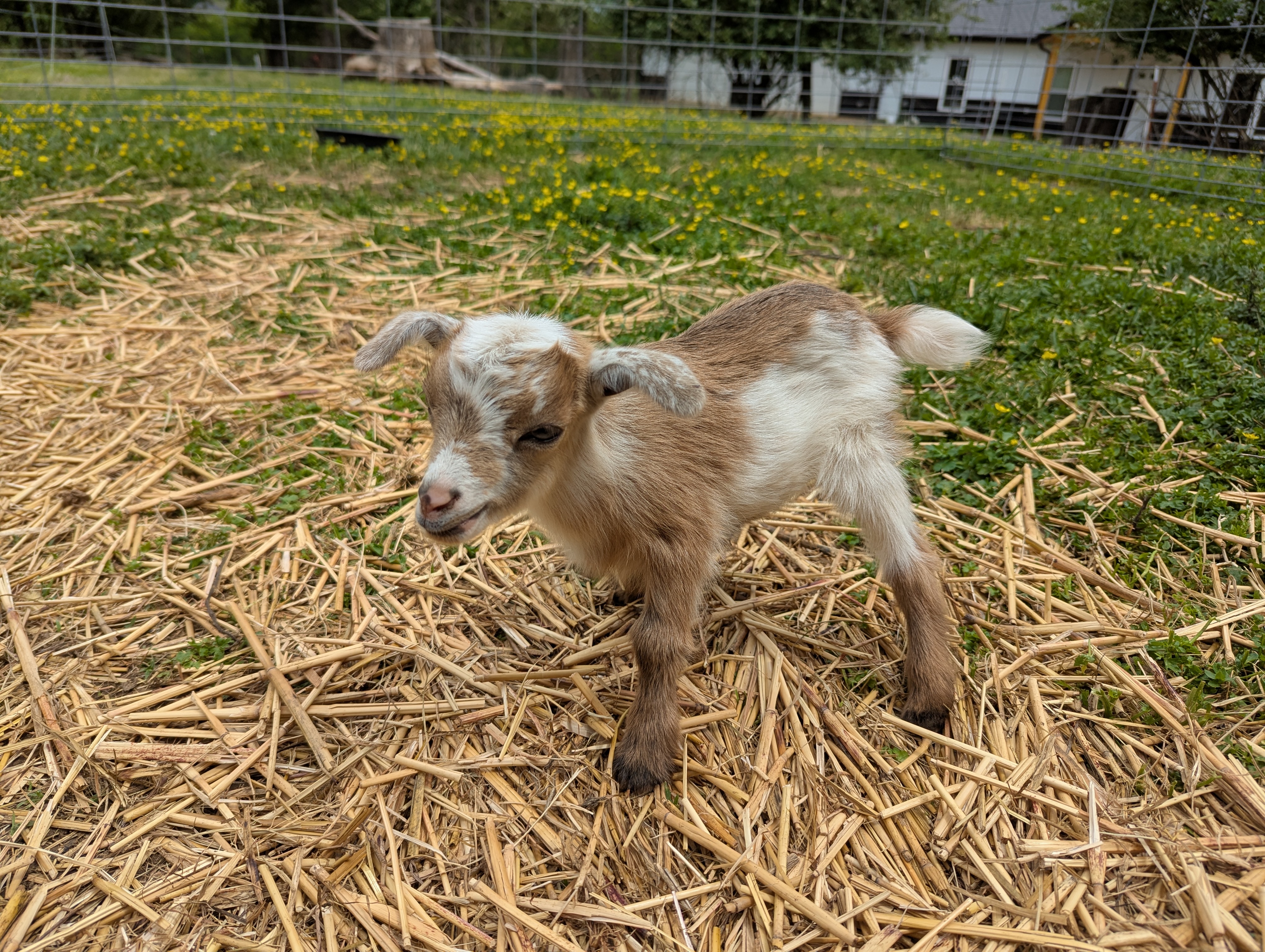 Unregistered Doeling - Gold chamoisee with white, frosted ears