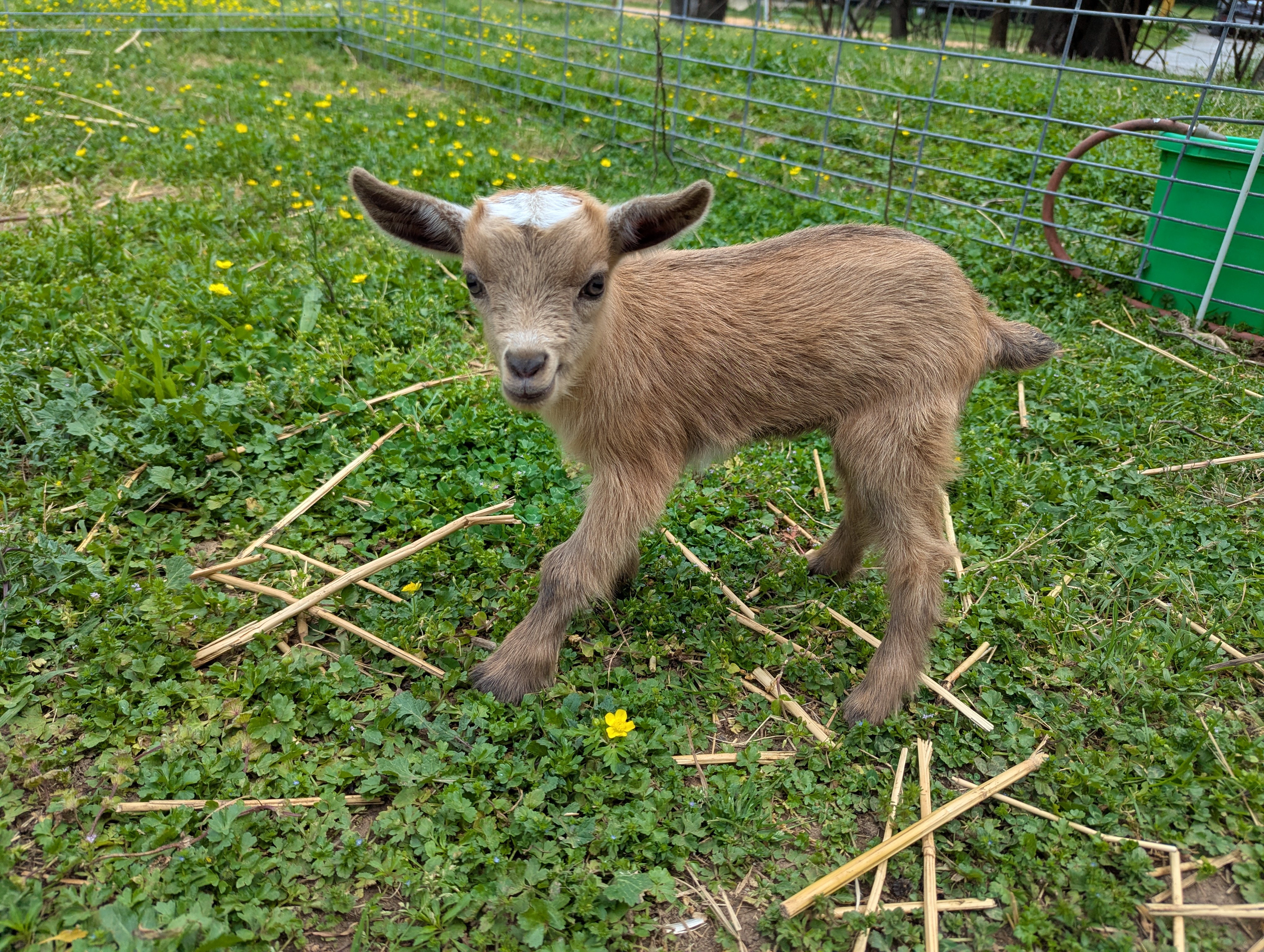 Unregistered Doeling - Gold chamoisee with frosted ears
