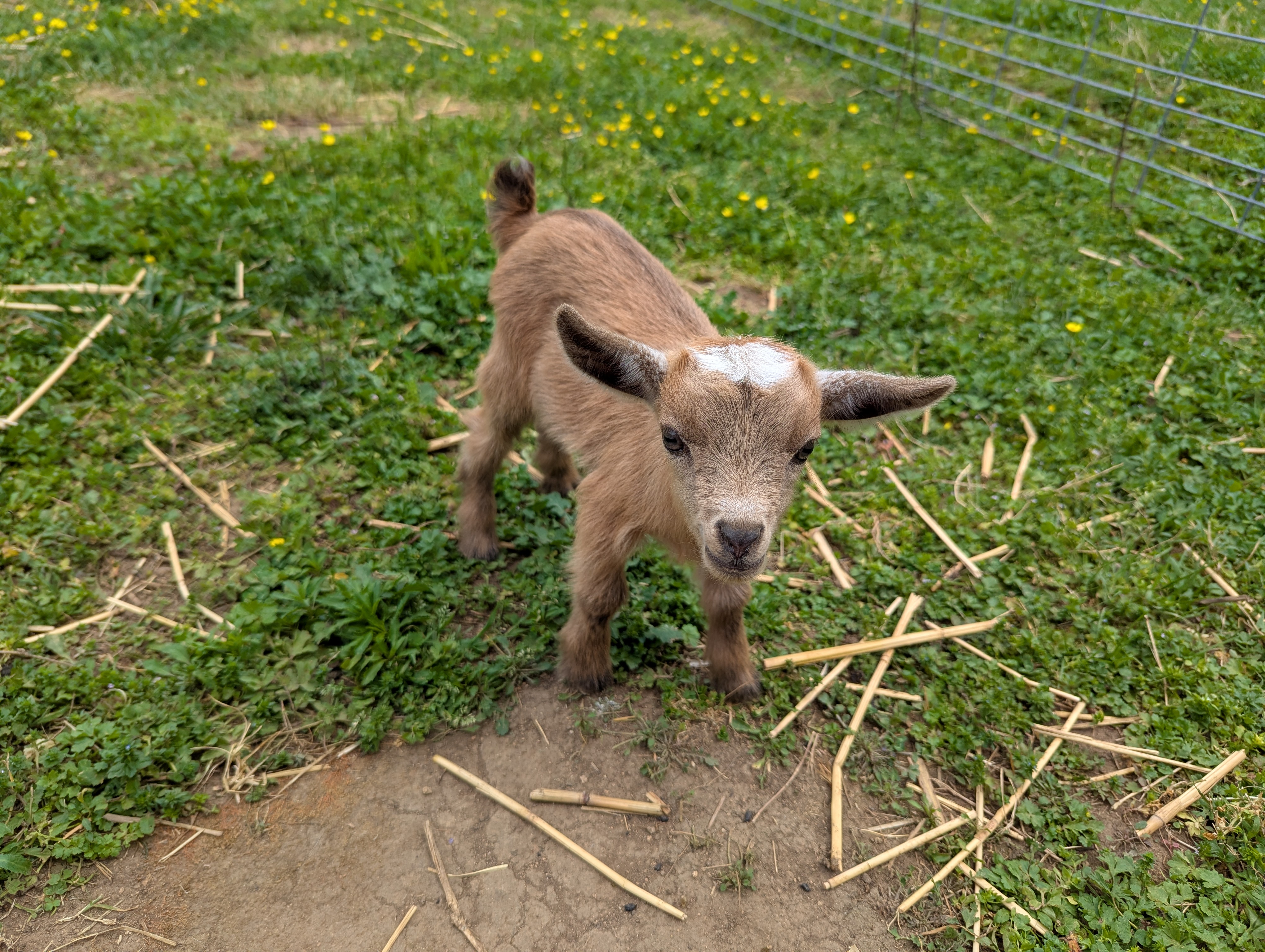 Unregistered Doeling - Gold chamoisee with frosted ears
