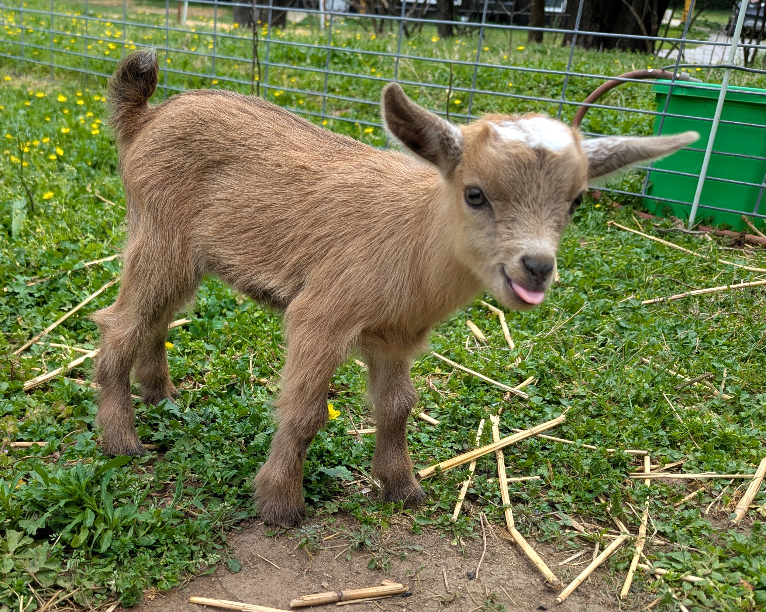 Unregistered Doeling - Gold chamoisee with frosted ears