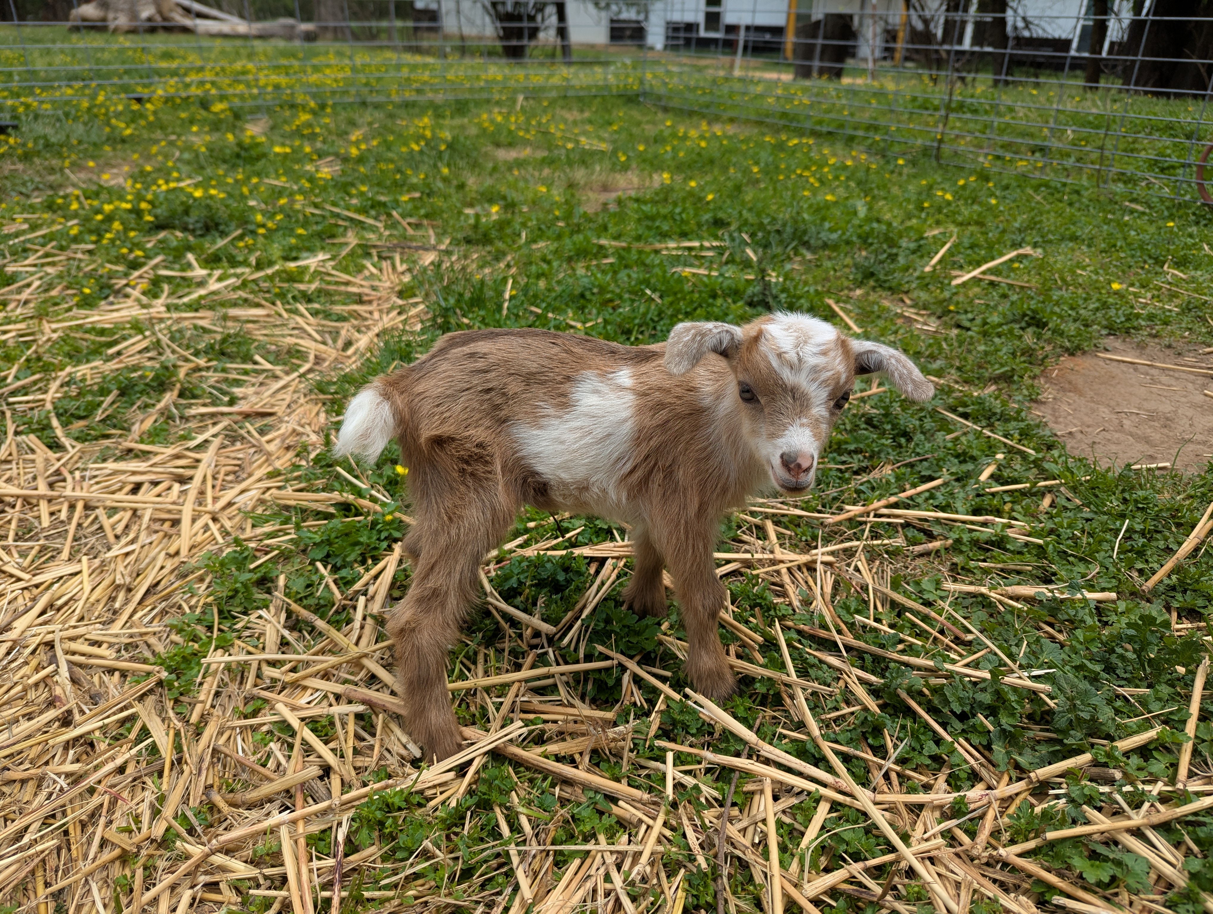 Unregistered Doeling - Gold chamoisee with white, frosted ears