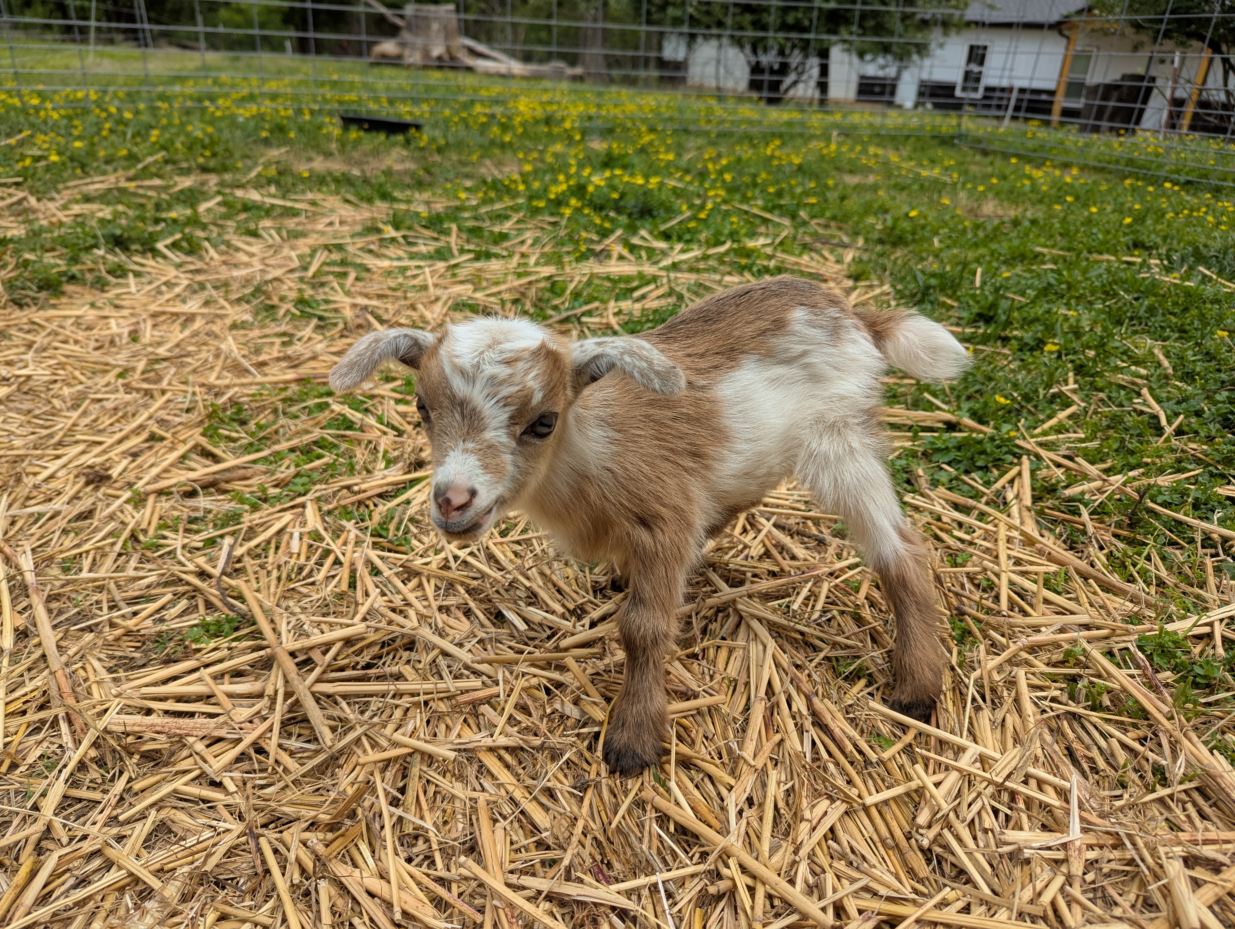 Unregistered Doeling - Gold chamoisee with white, frosted ears