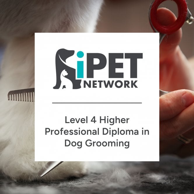 iPet Network Level 4 Higher Professional Diploma in Dog Grooming