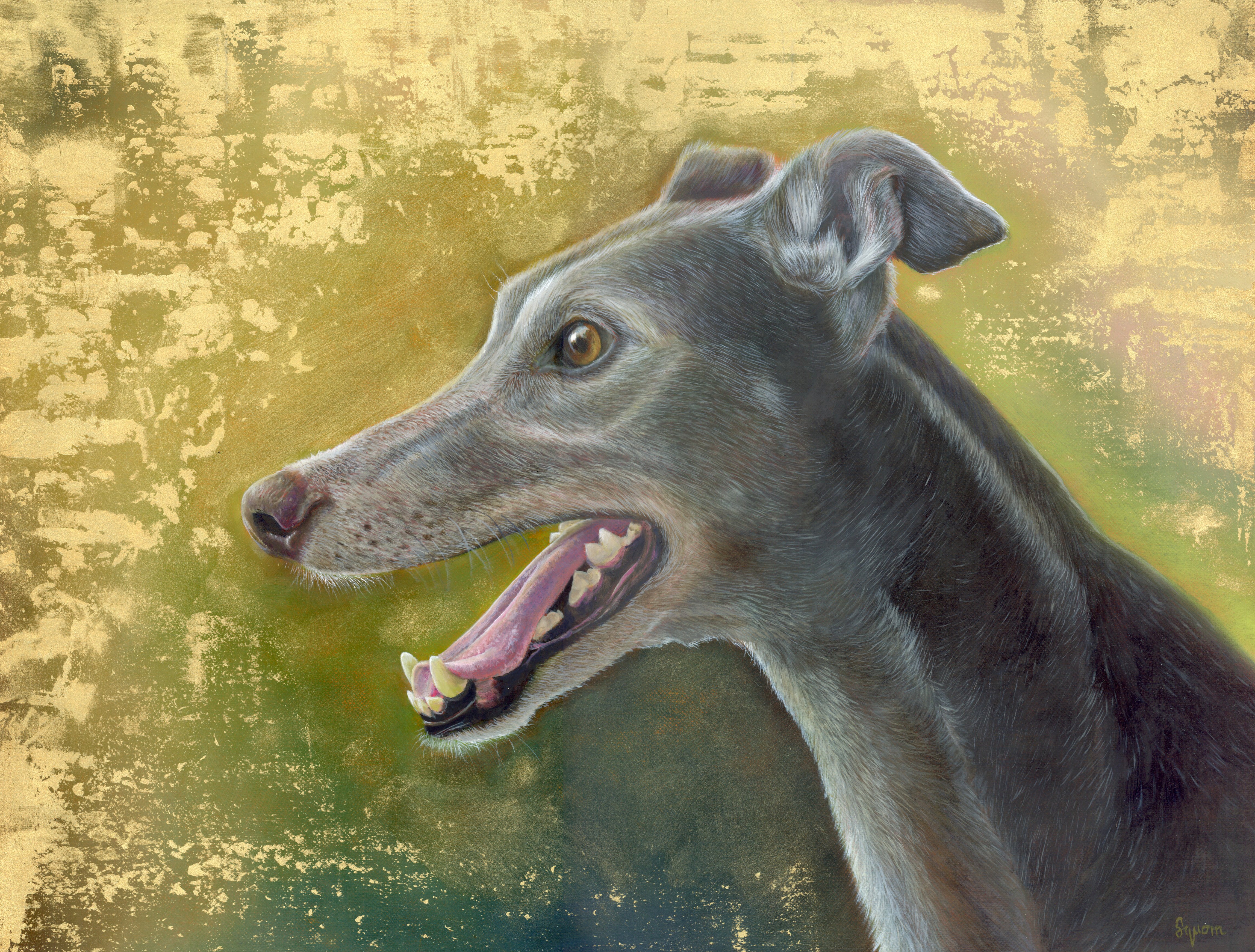 Greyhound portrait - The Golden