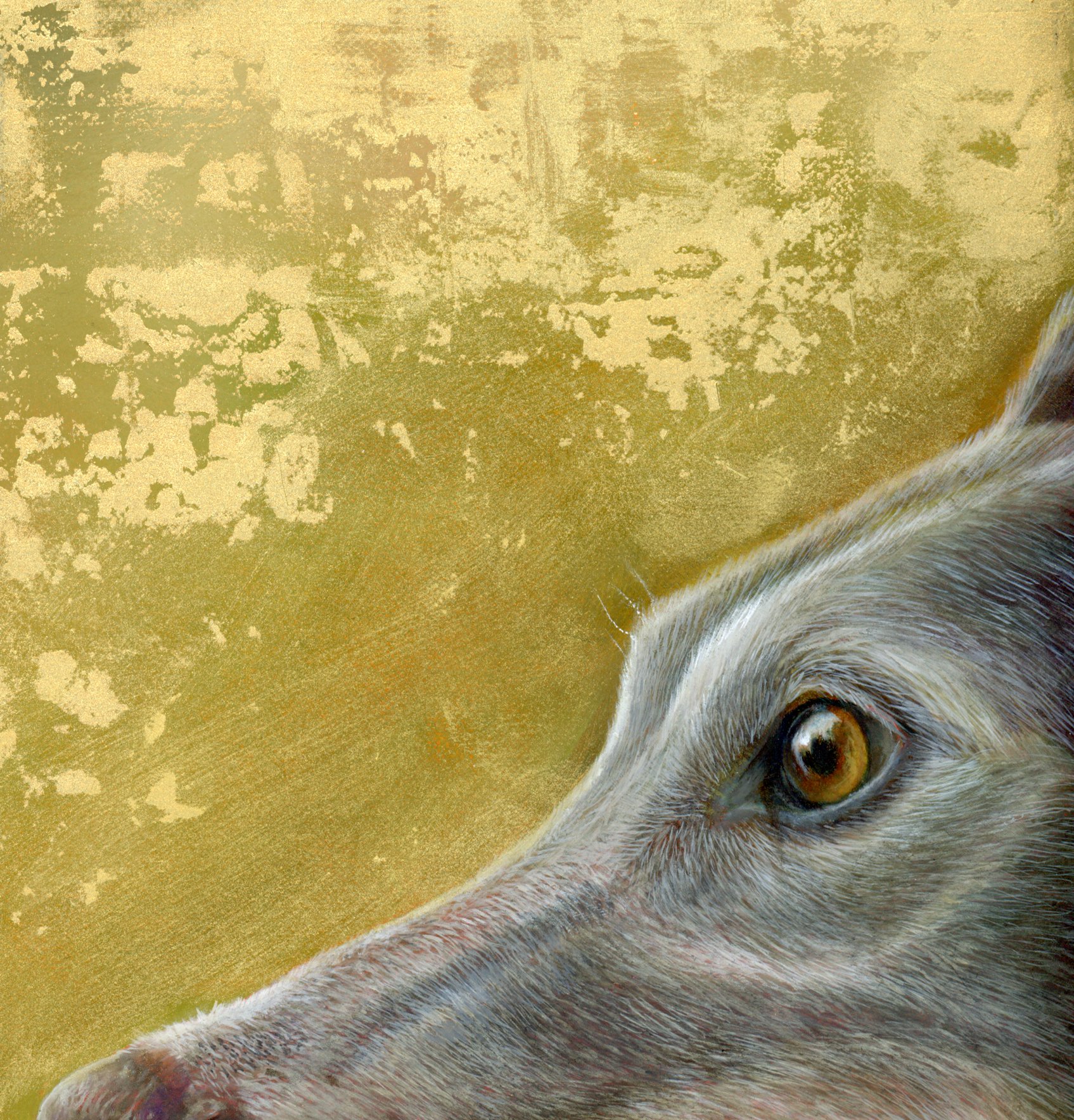 Greyhound portrait - The Golden