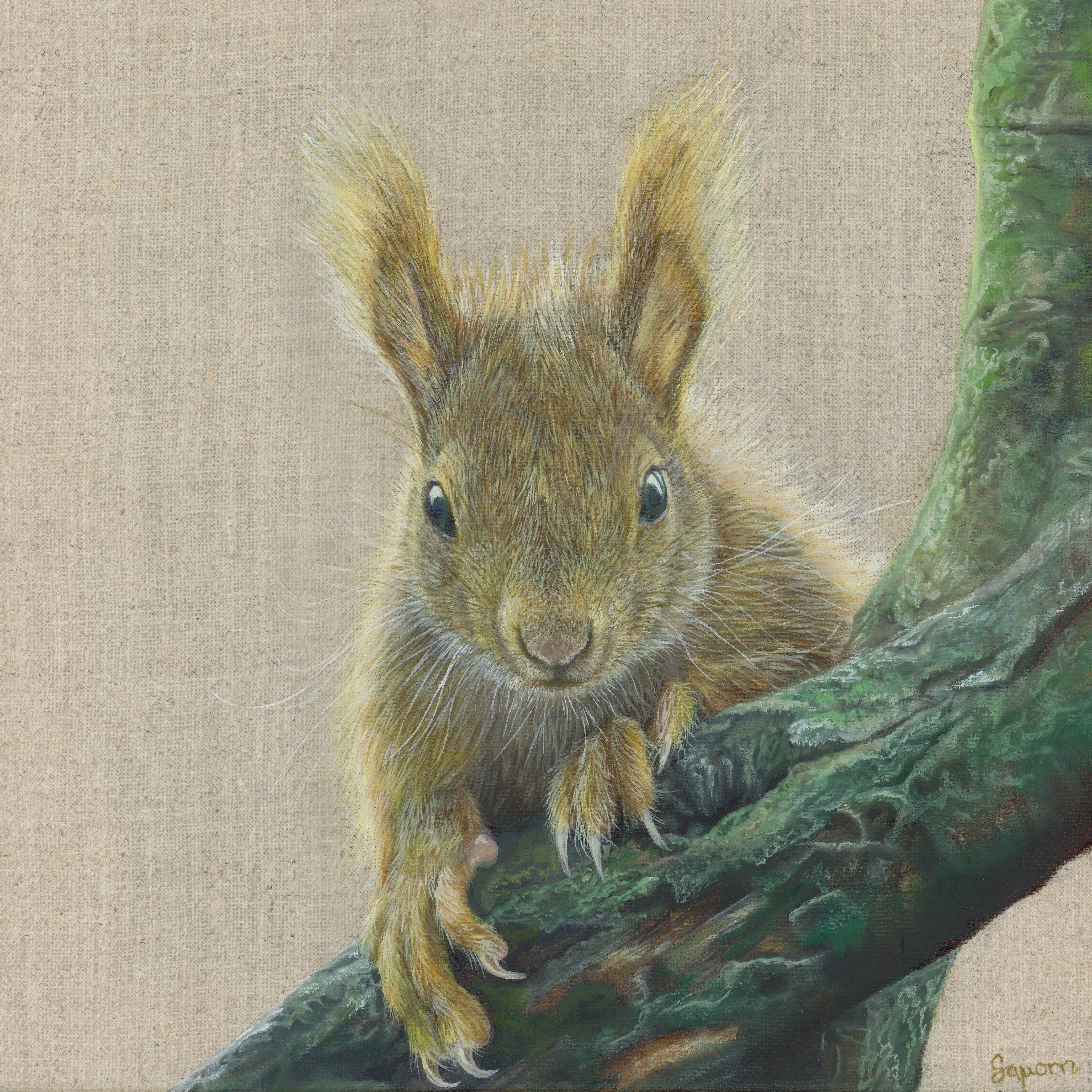 Red Squirrel Print - First peek