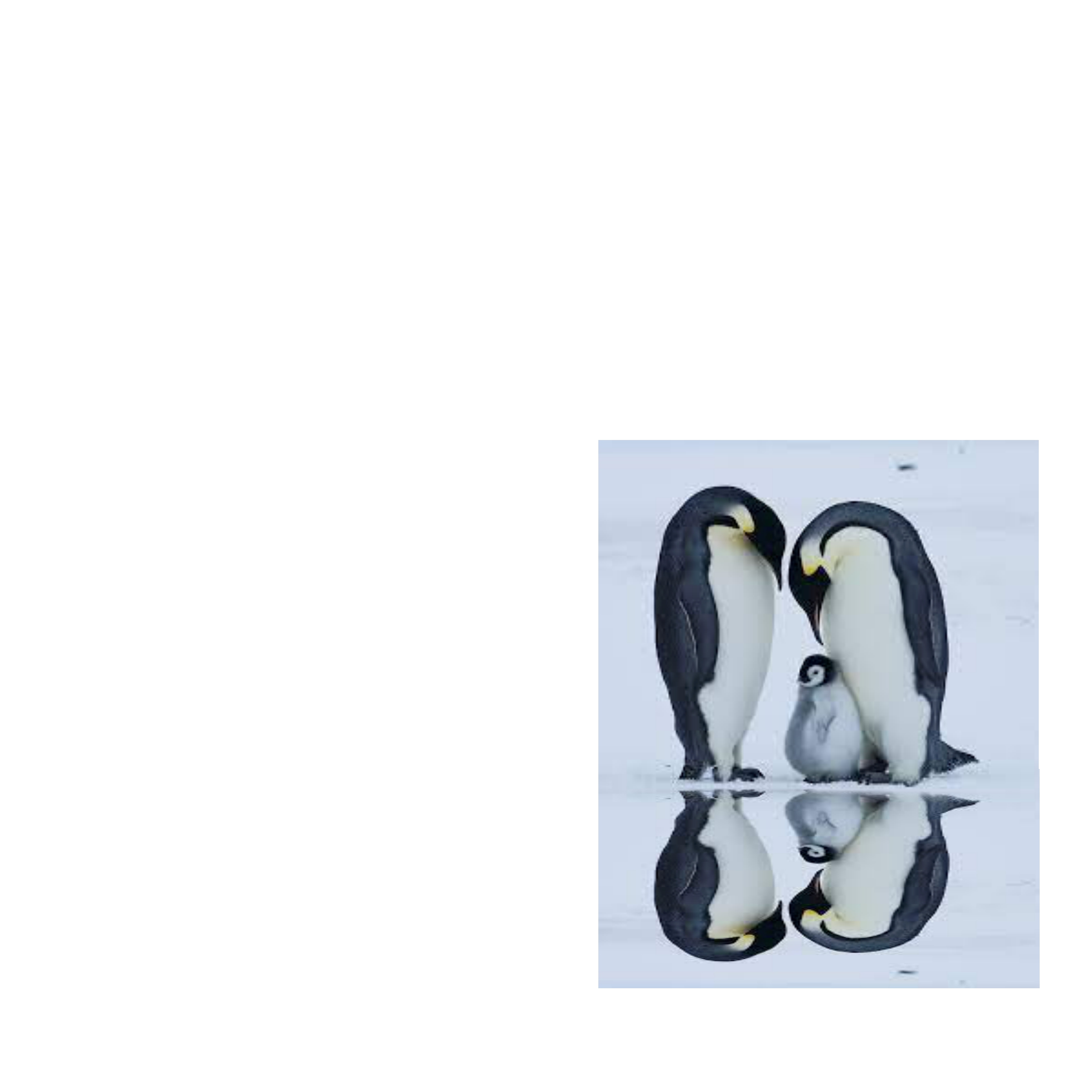 Penguin Outline for Beginner's tutorial