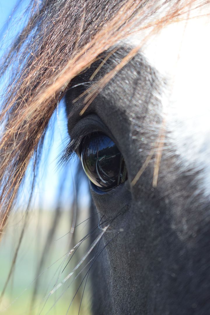 Horse eye study- line drawing 