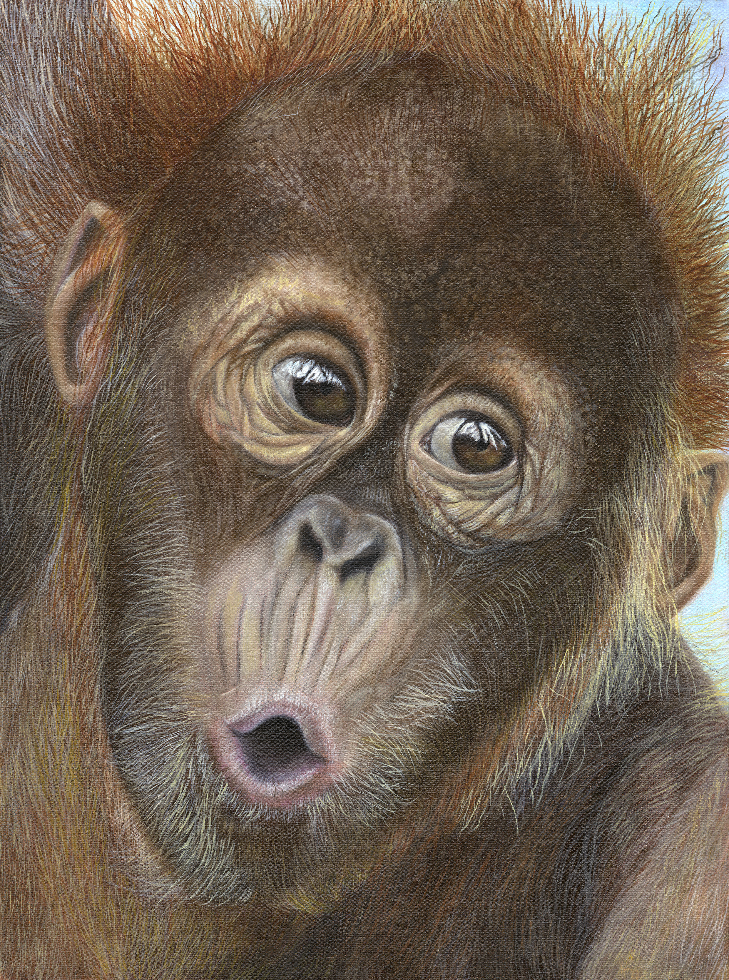 Cute Orangutan Art Print - The Calling