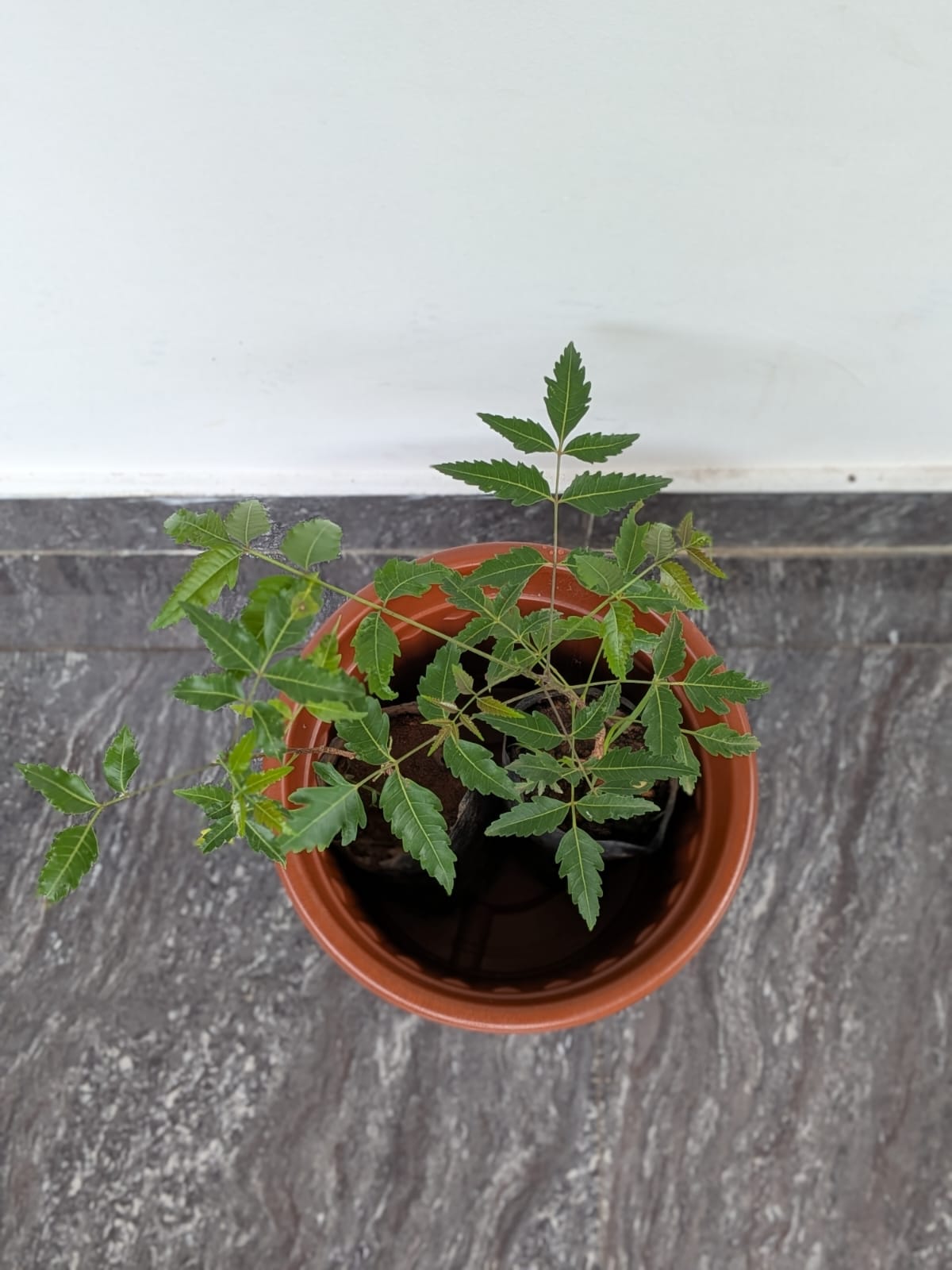 Neem plant