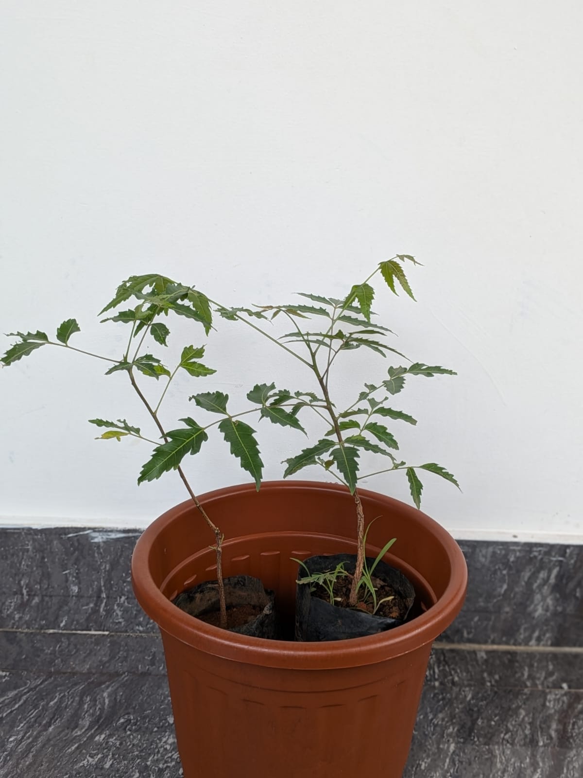 Neem plant