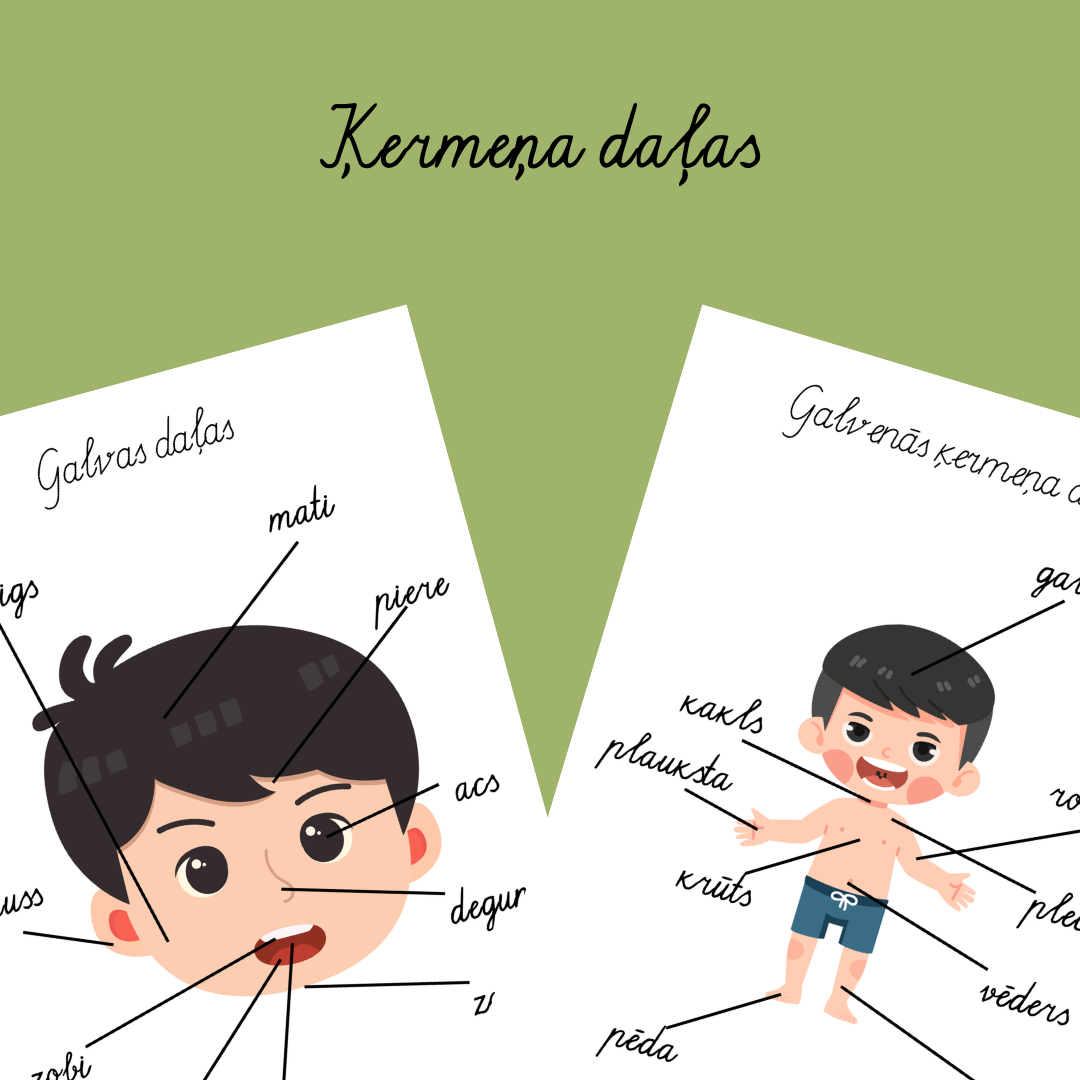 Ķermeņa daļas – Latviešu valodas mācību lapas bērniem