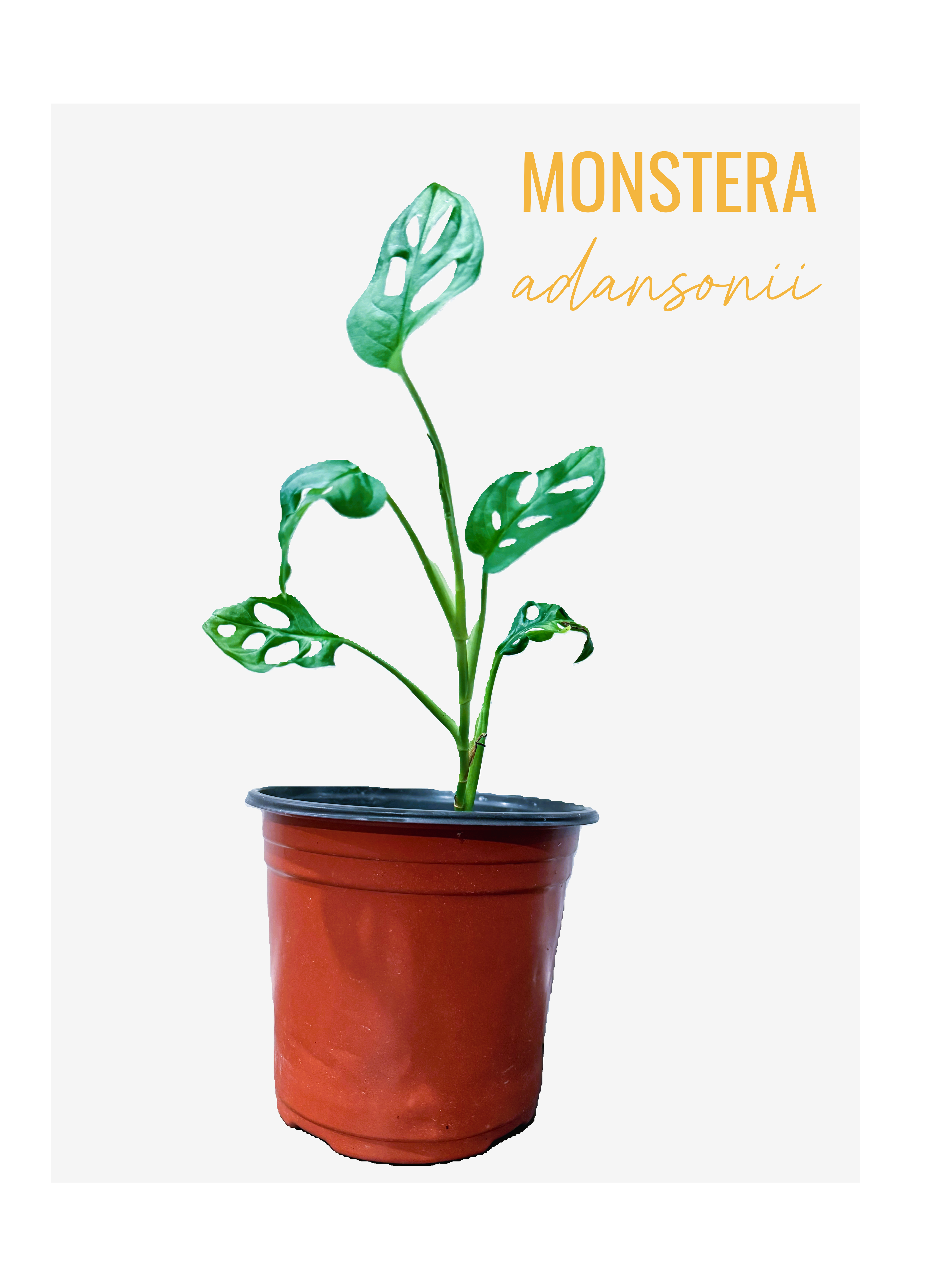 Monstera Adansonii