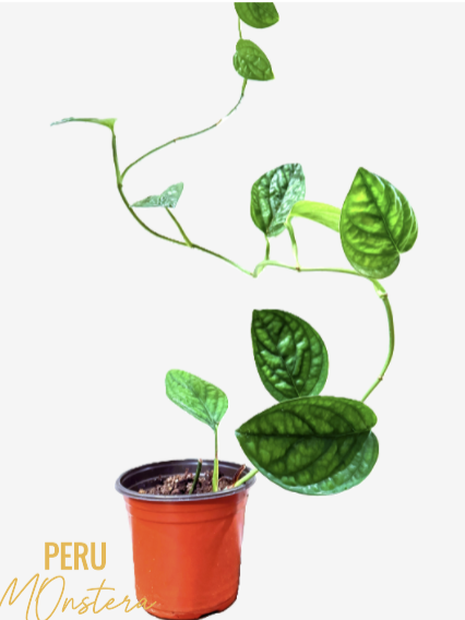 Peru Monstera