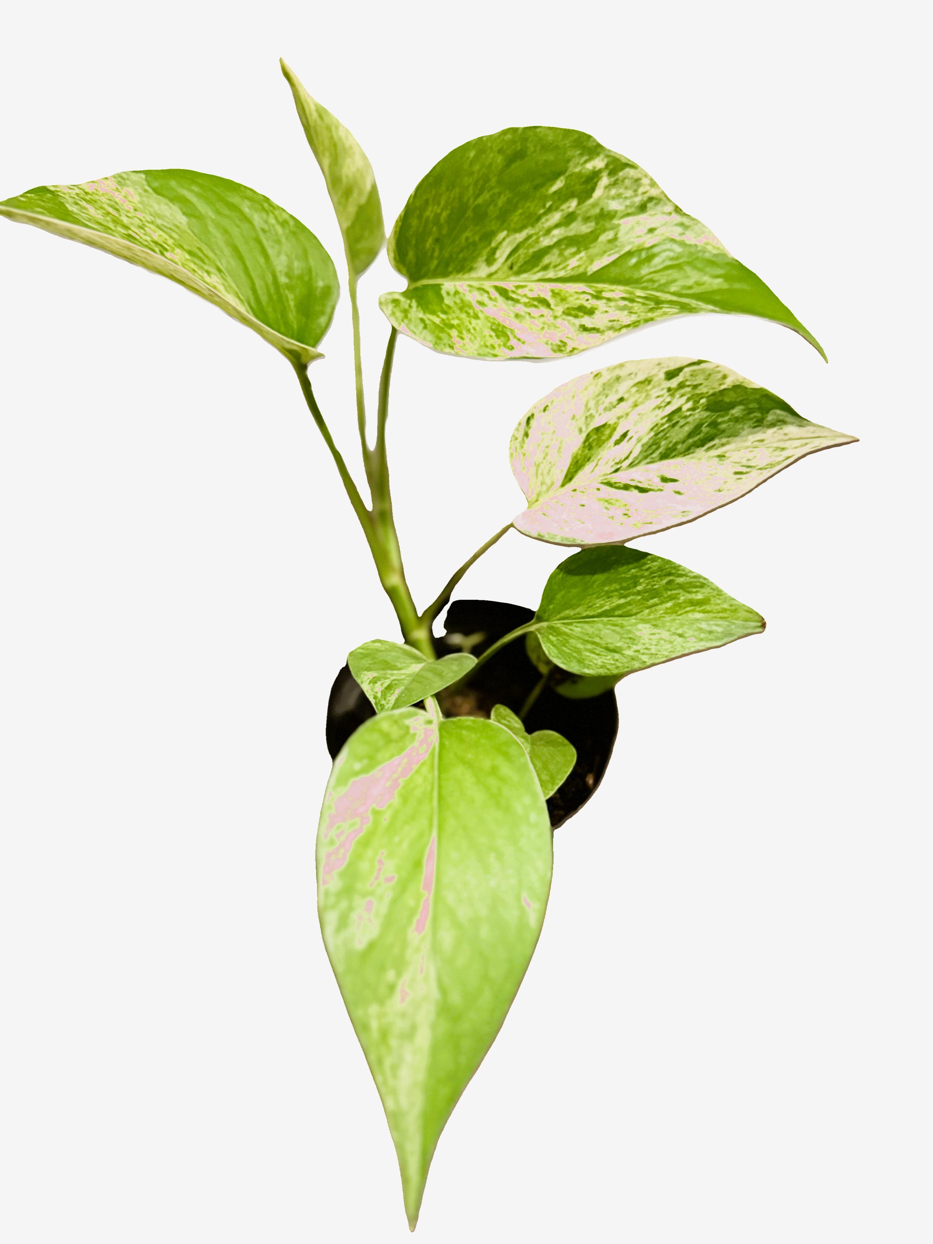 Marble Queen Pothos
