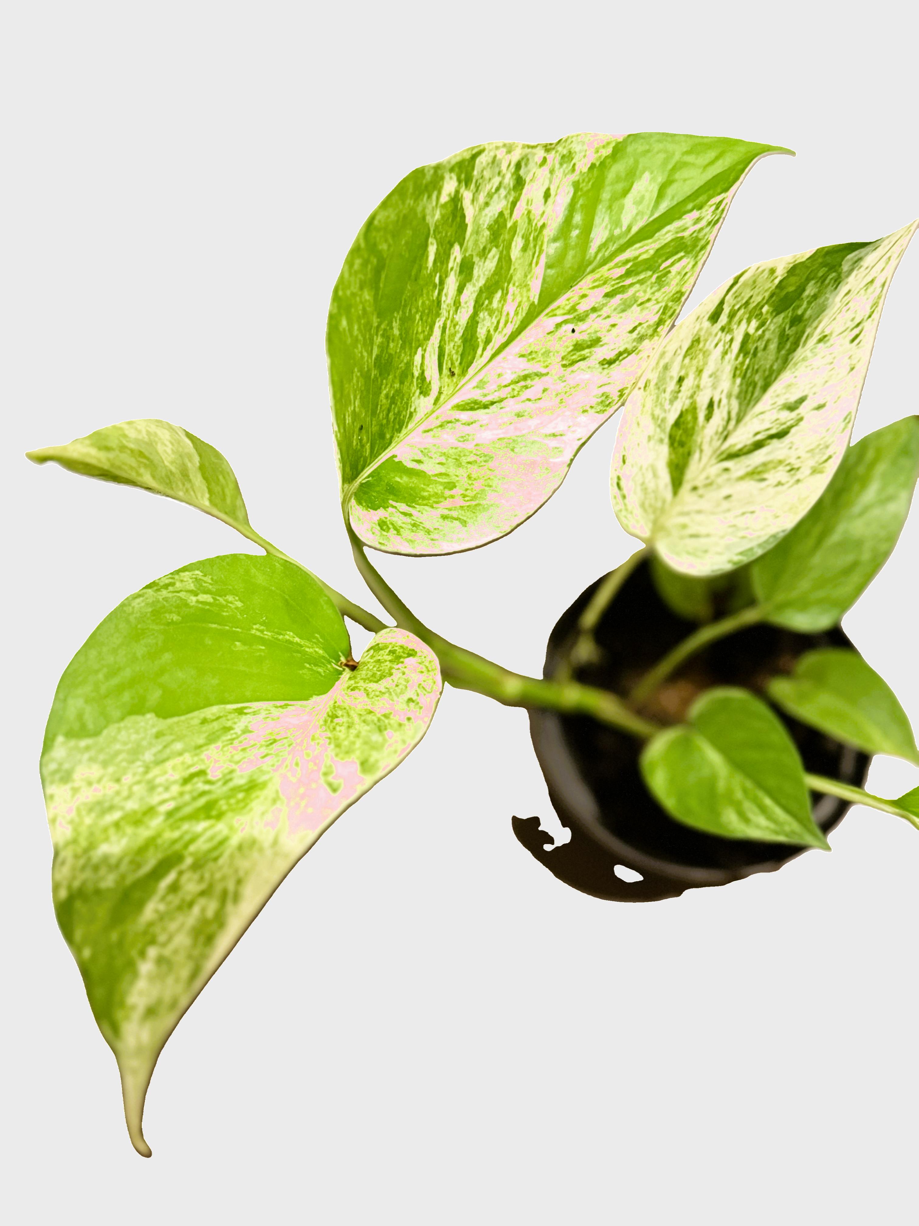 Marble Queen Pothos