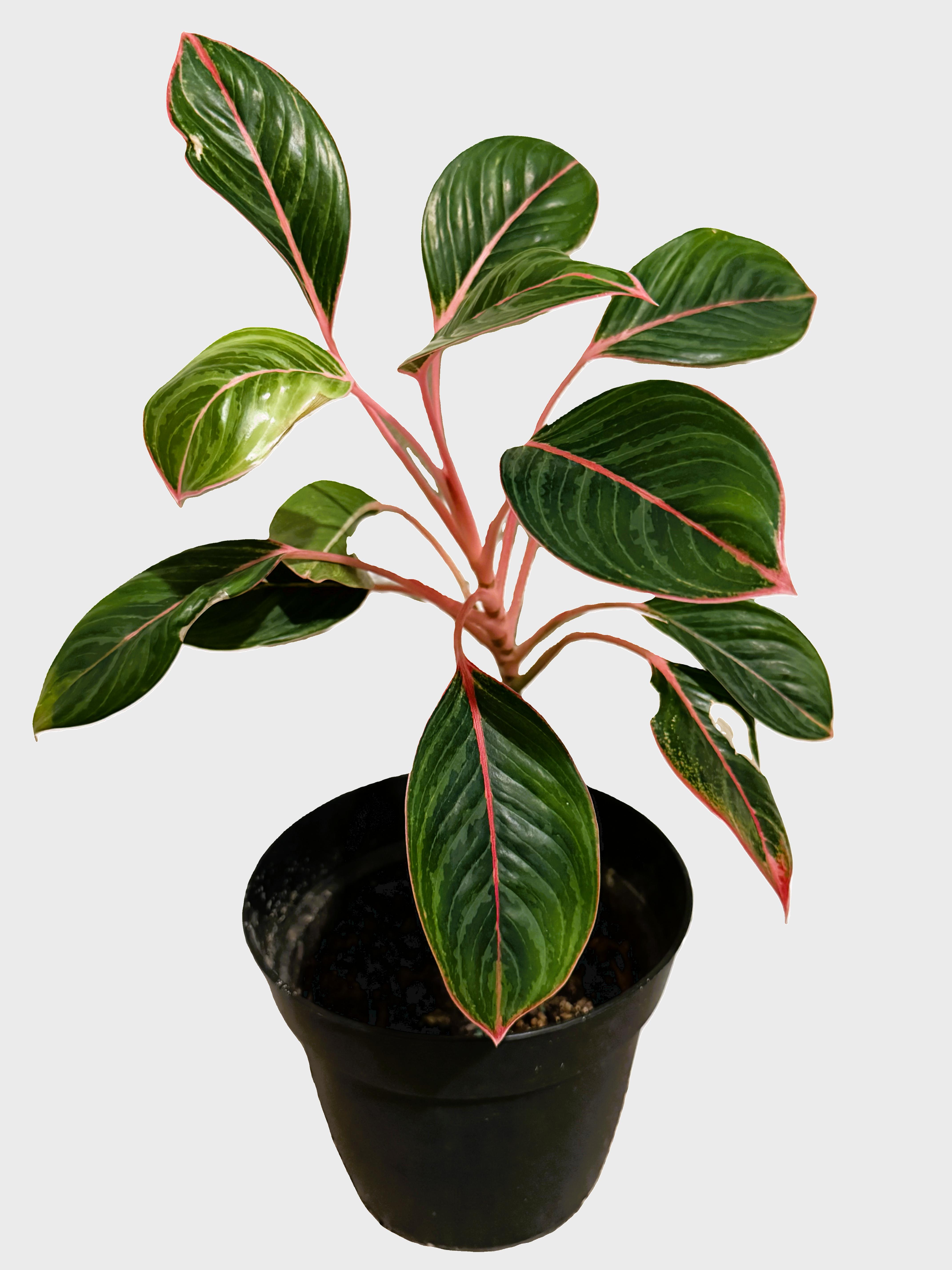 Red Emerald Aglaonema