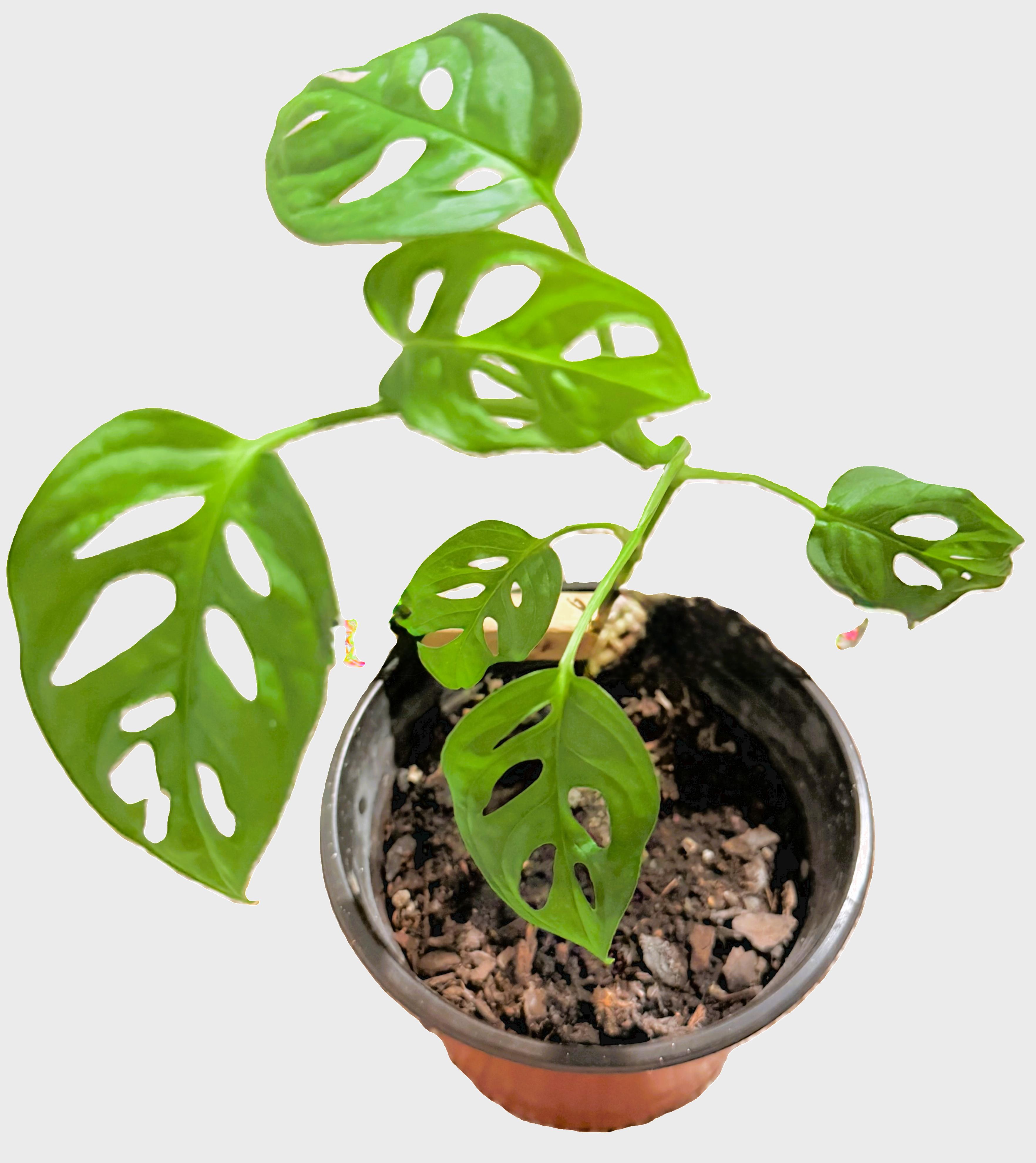 Monstera Adansonii