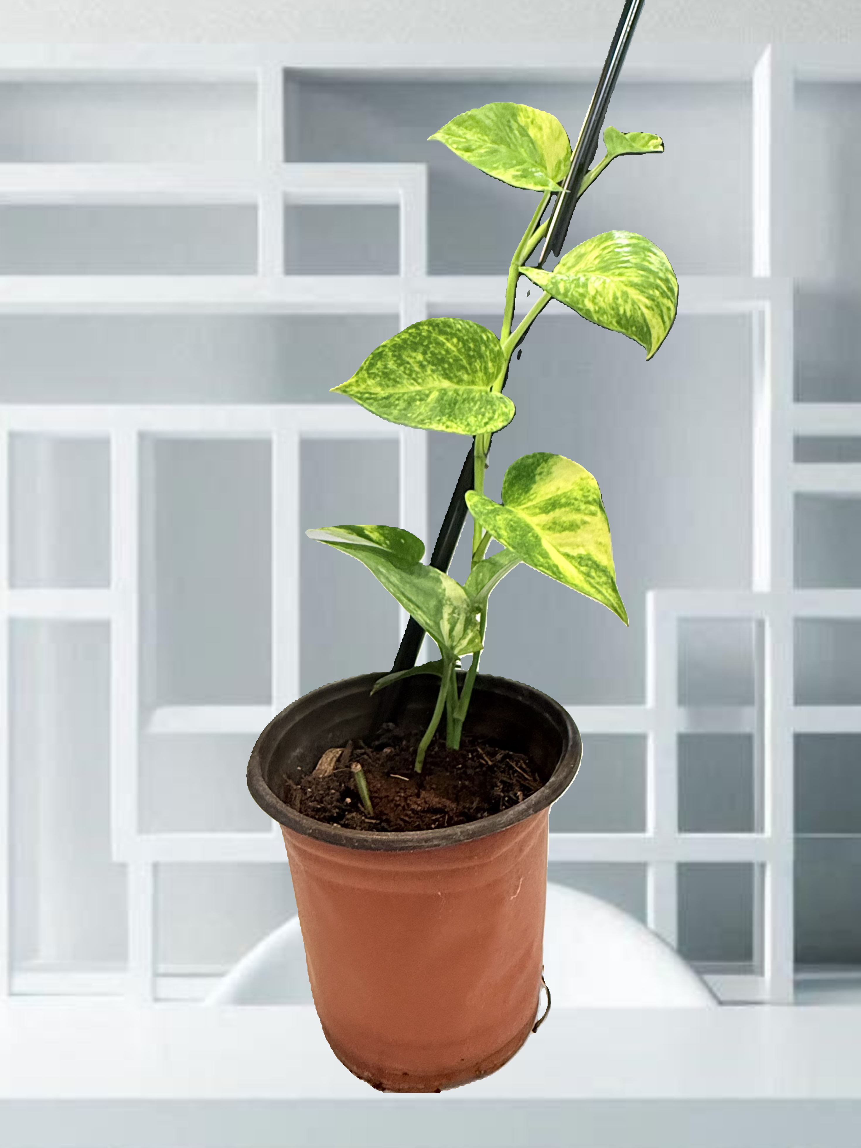 Golden Pothos Plant