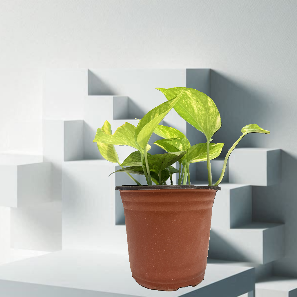Golden Pothos Plant