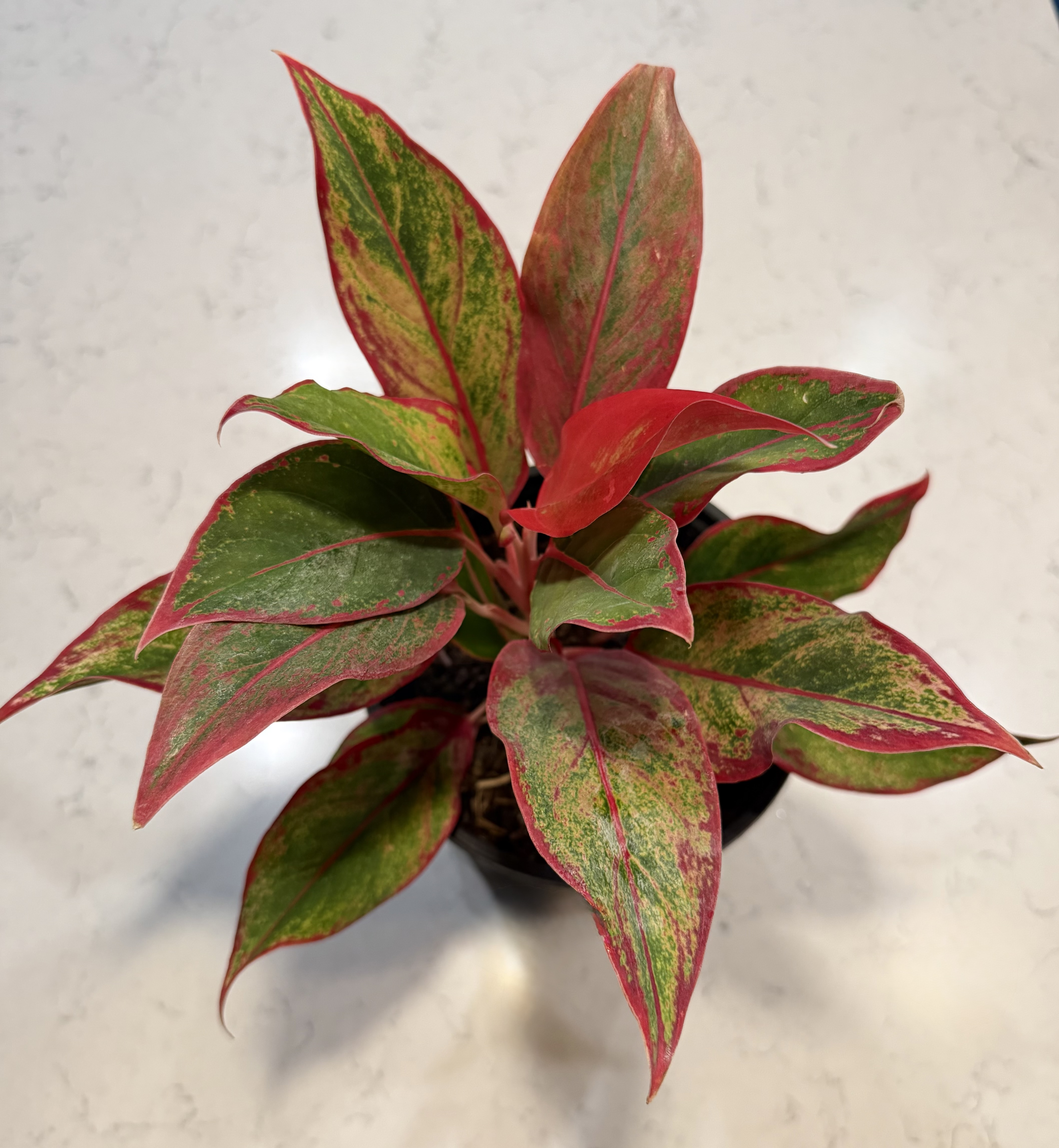 Aglaonema Red Siam