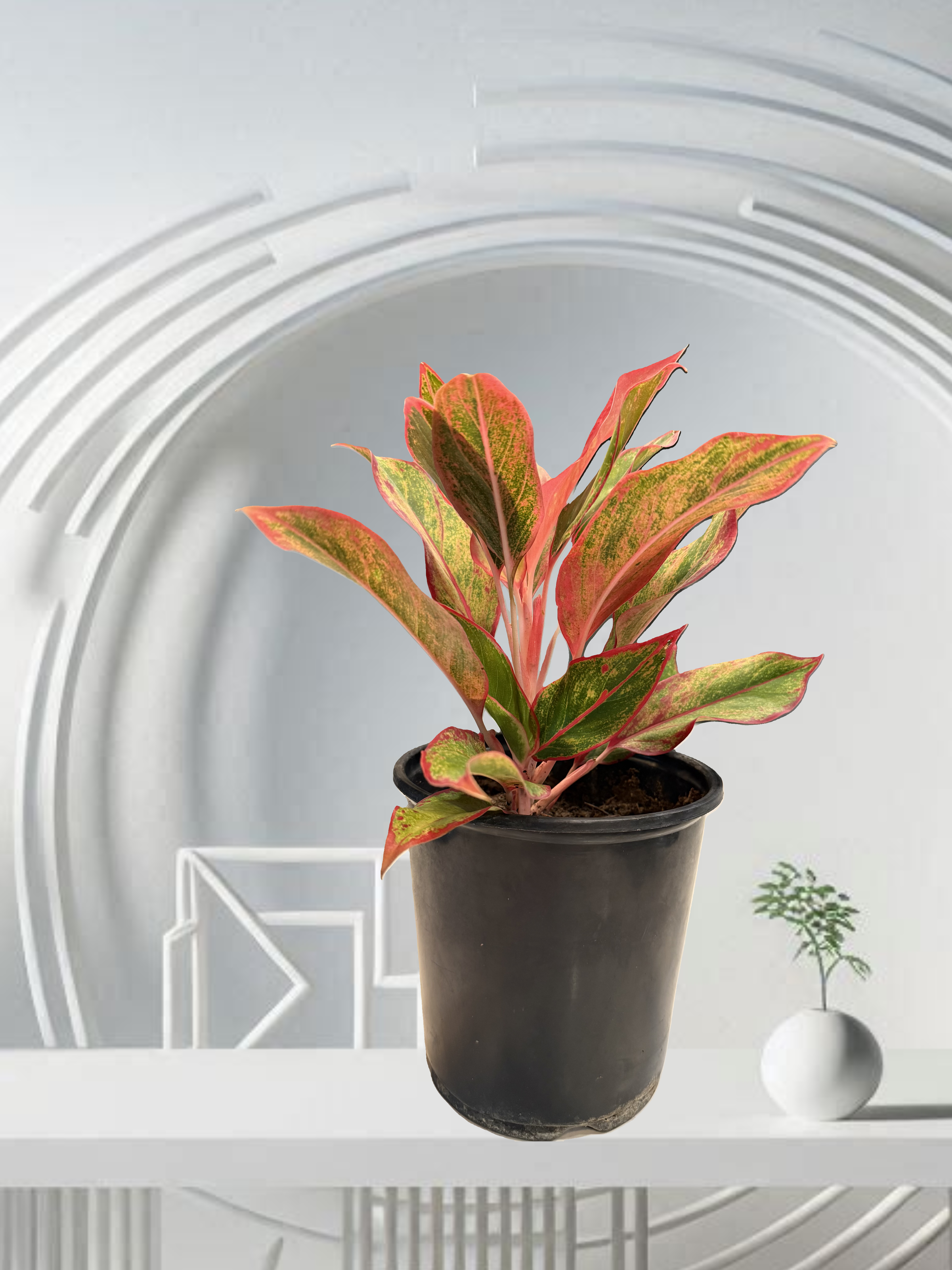 Aglaonema Red Siam