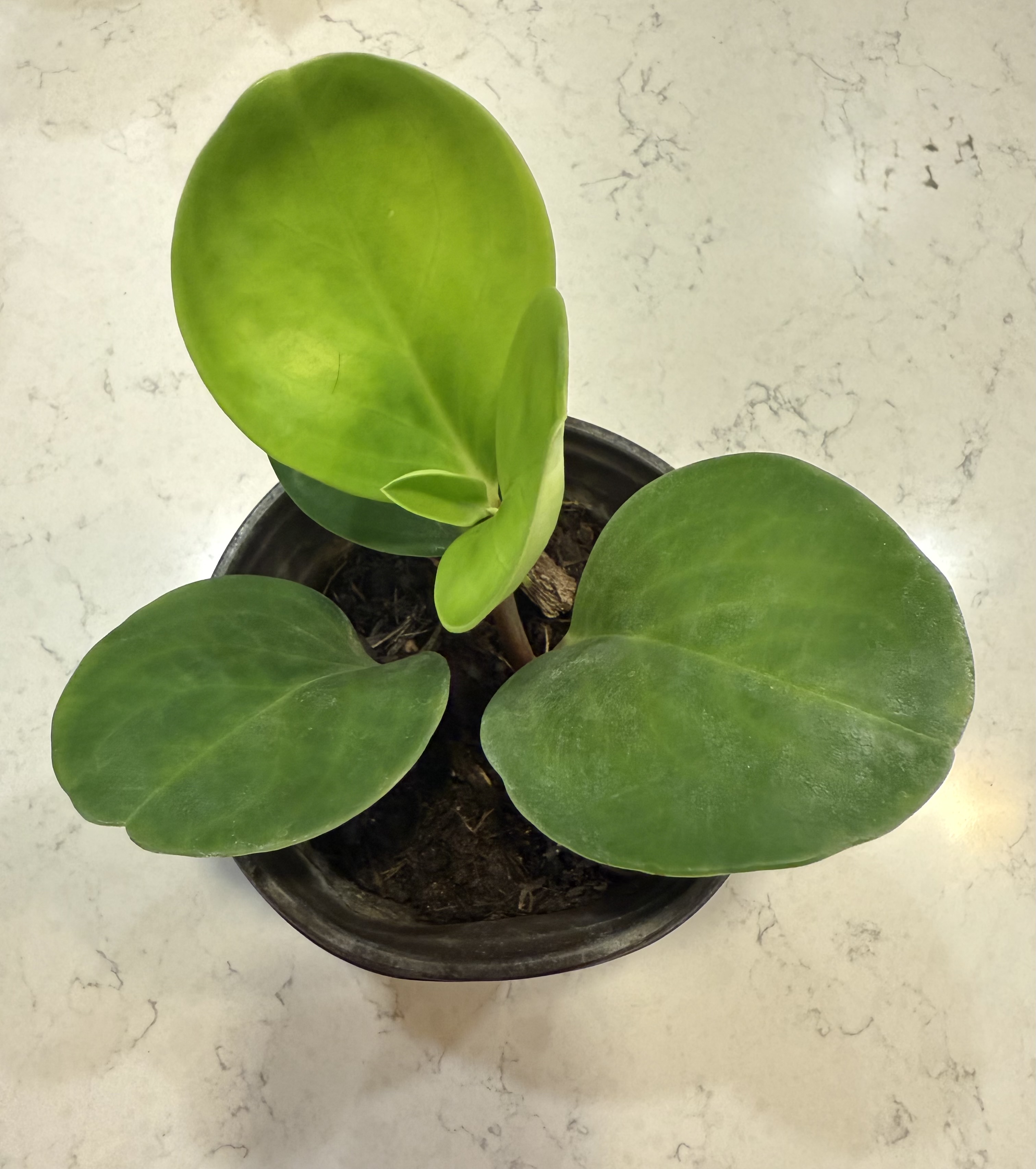 Baby Rubberplant (Peperomia obtusifolia)