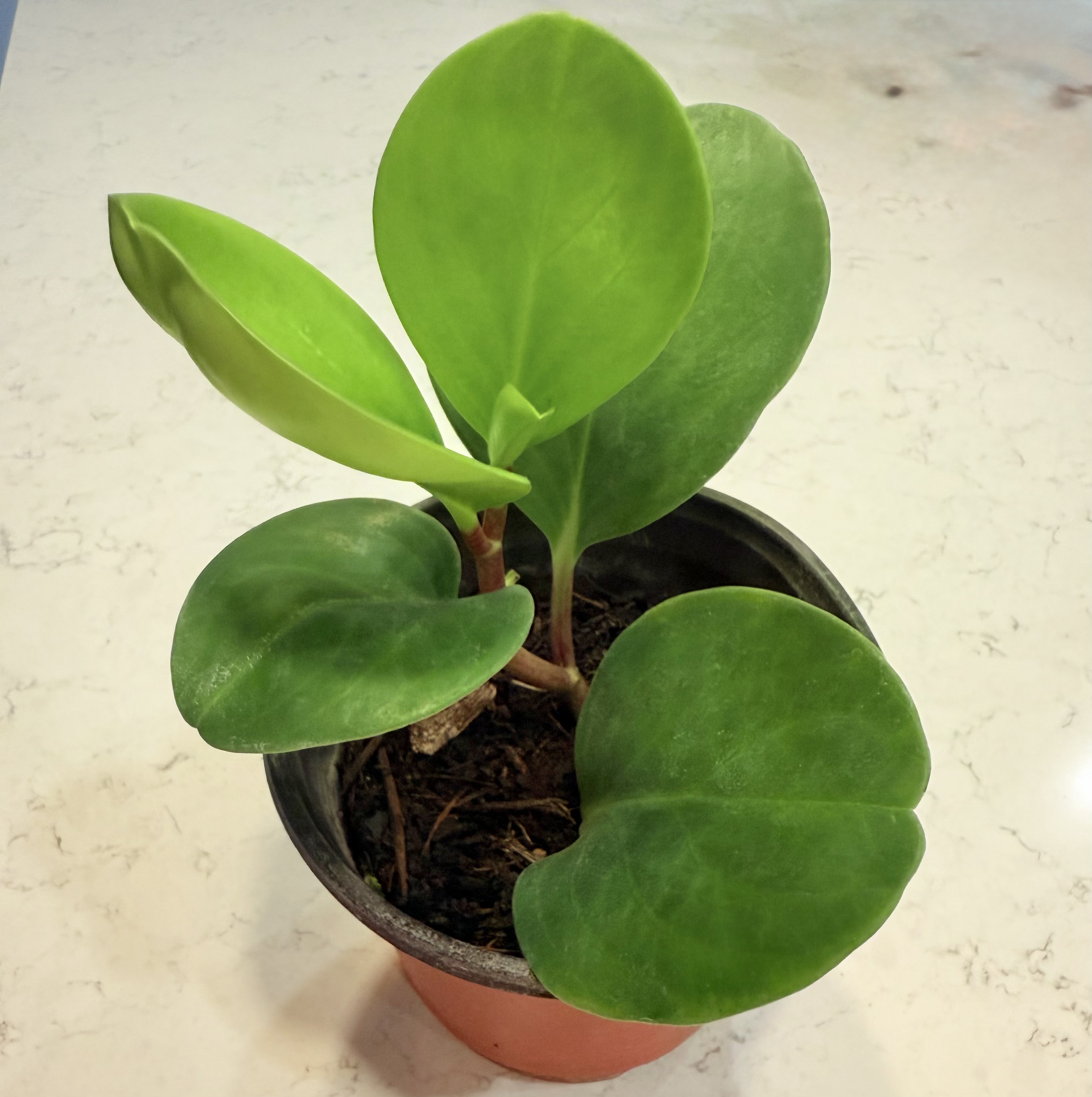 Baby Rubberplant (Peperomia obtusifolia)