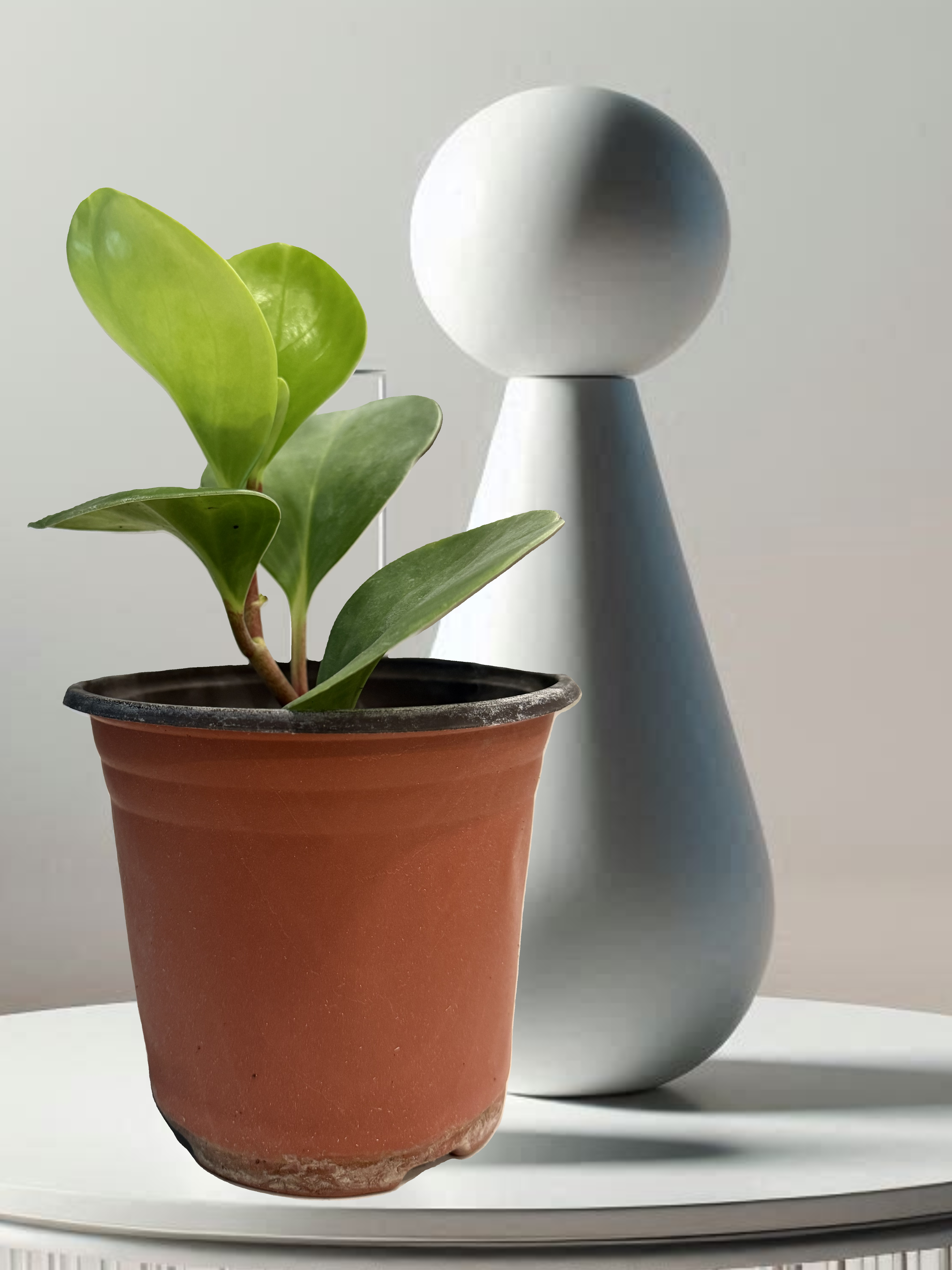 Baby Rubberplant (Peperomia obtusifolia)