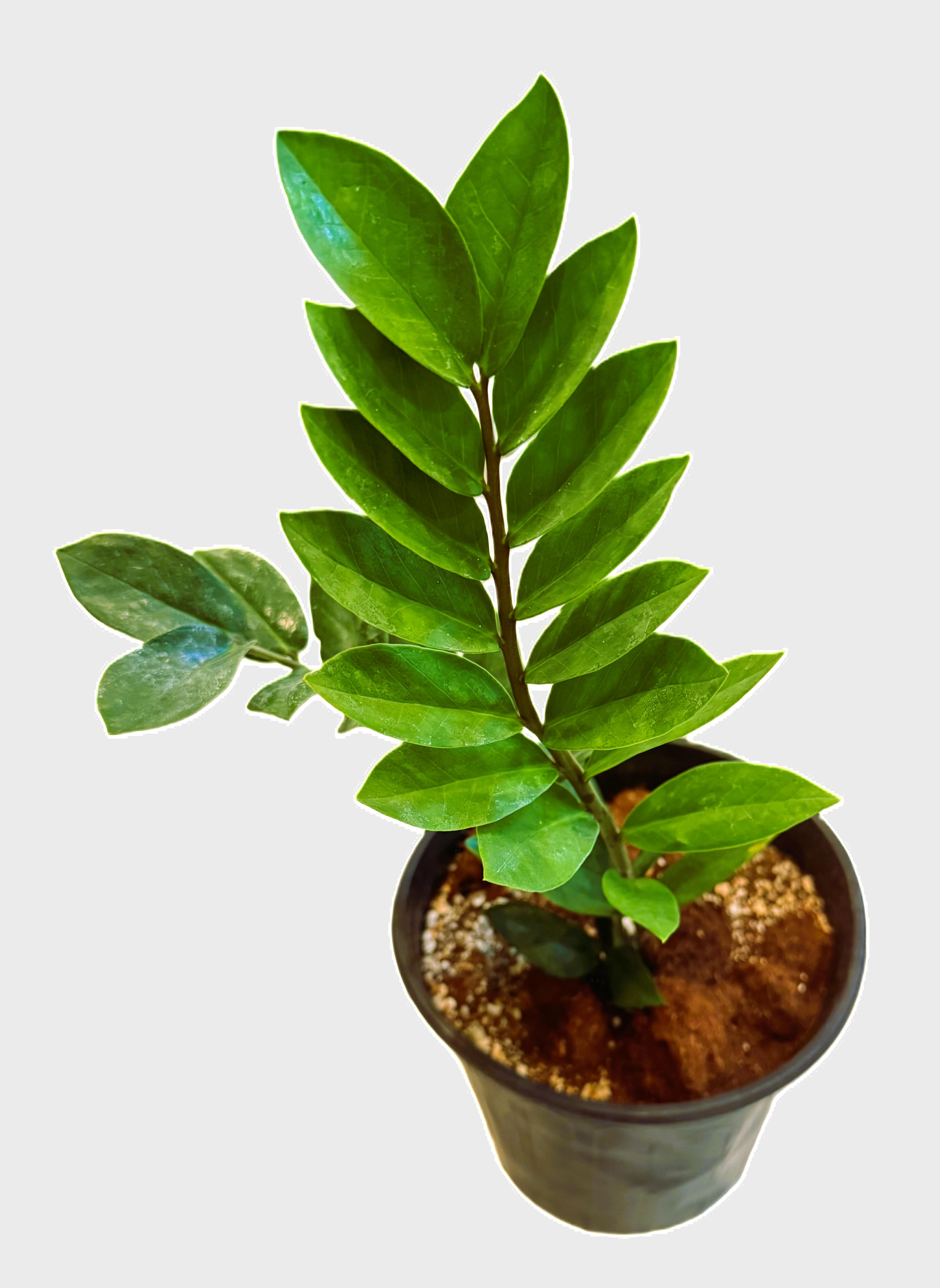 ZZ Plant 