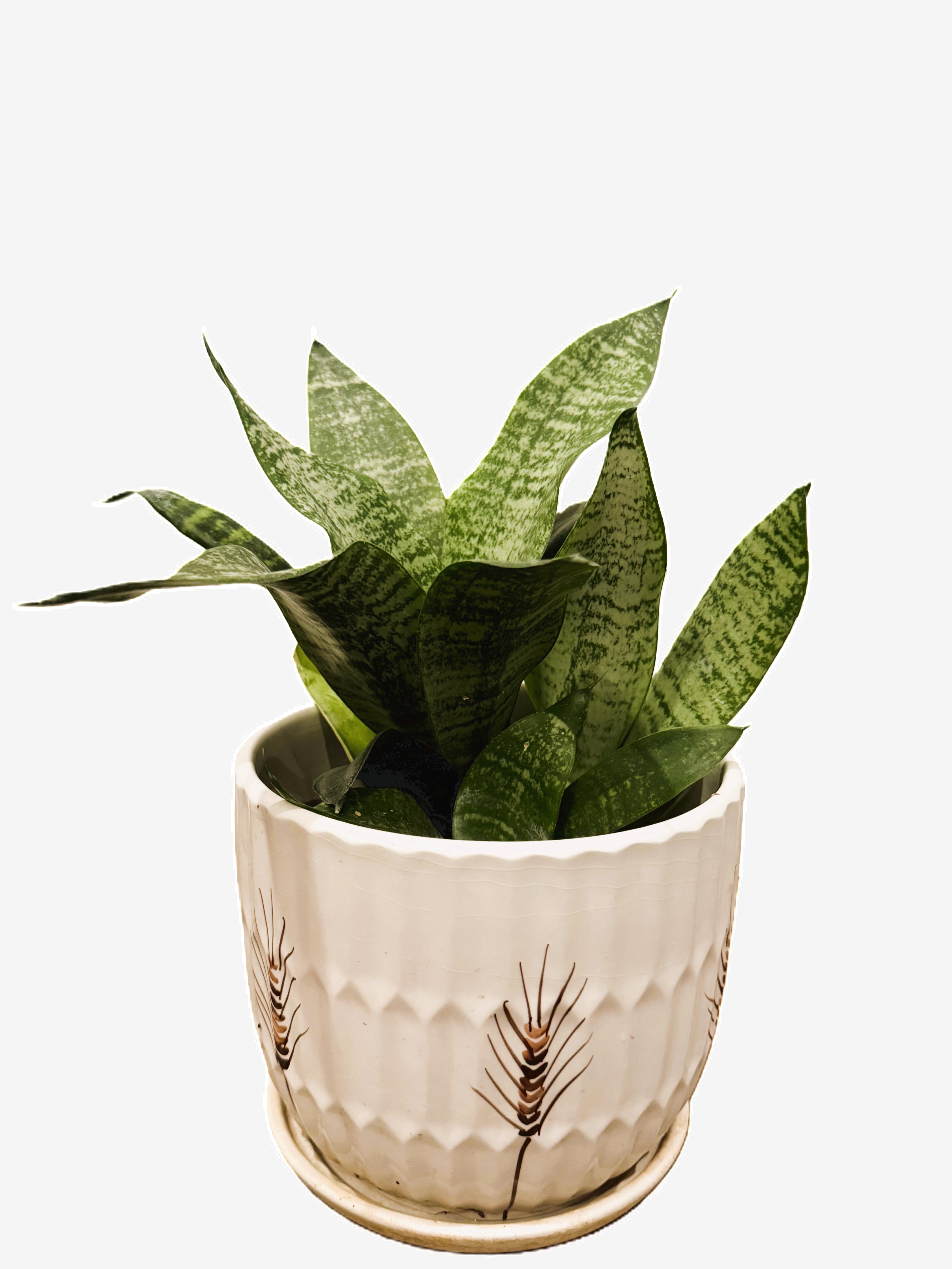 Snake Plant