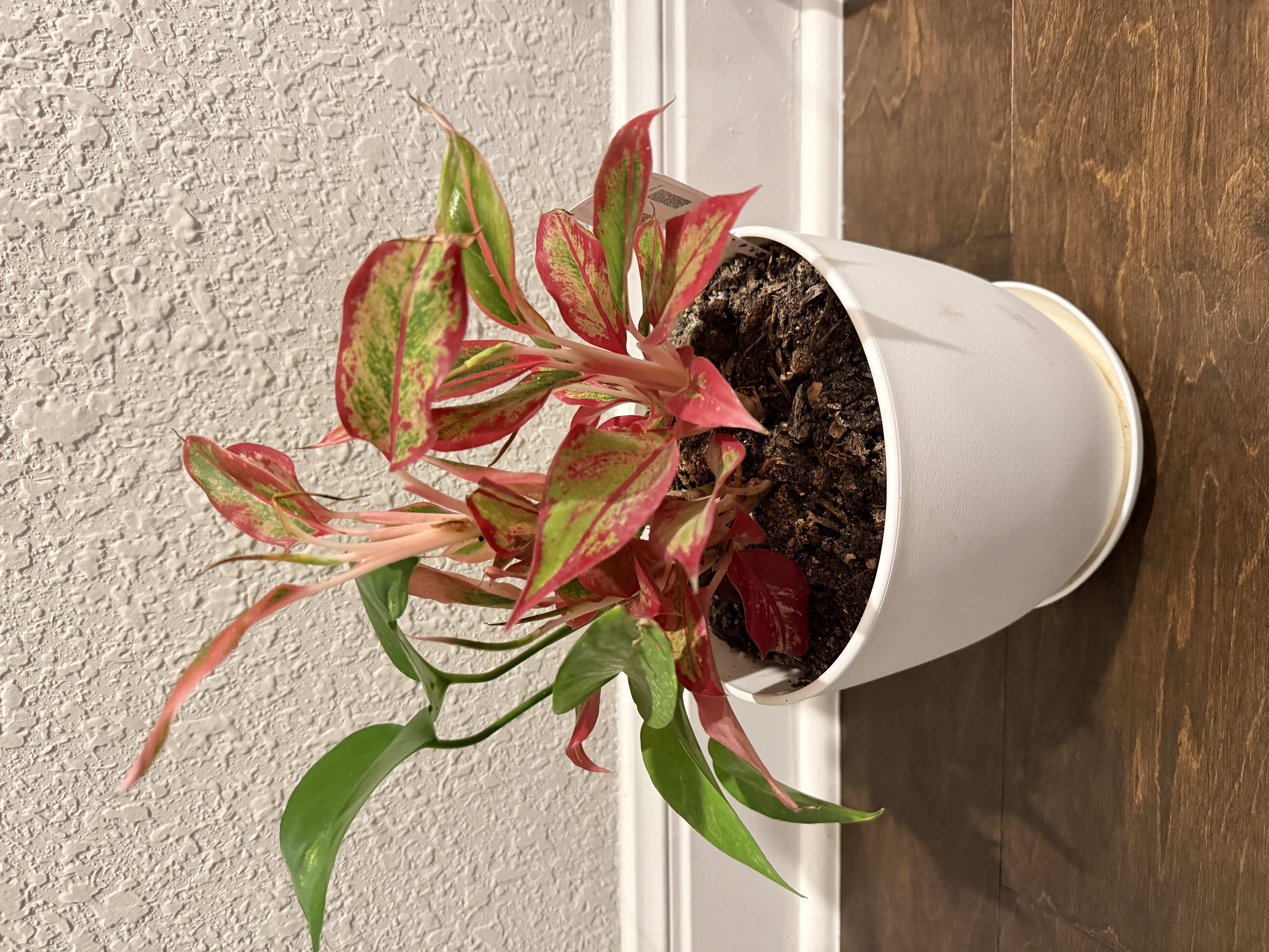 Aglaonema and Pothos Combo