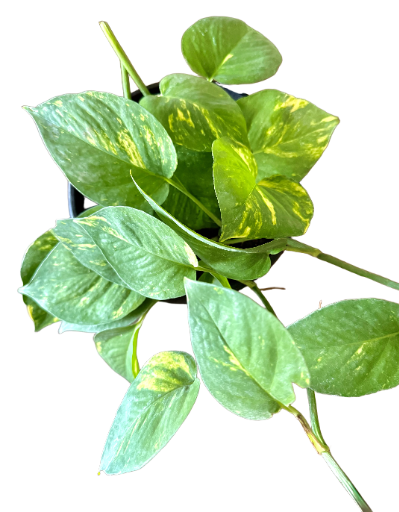 Golden Pothos Plant