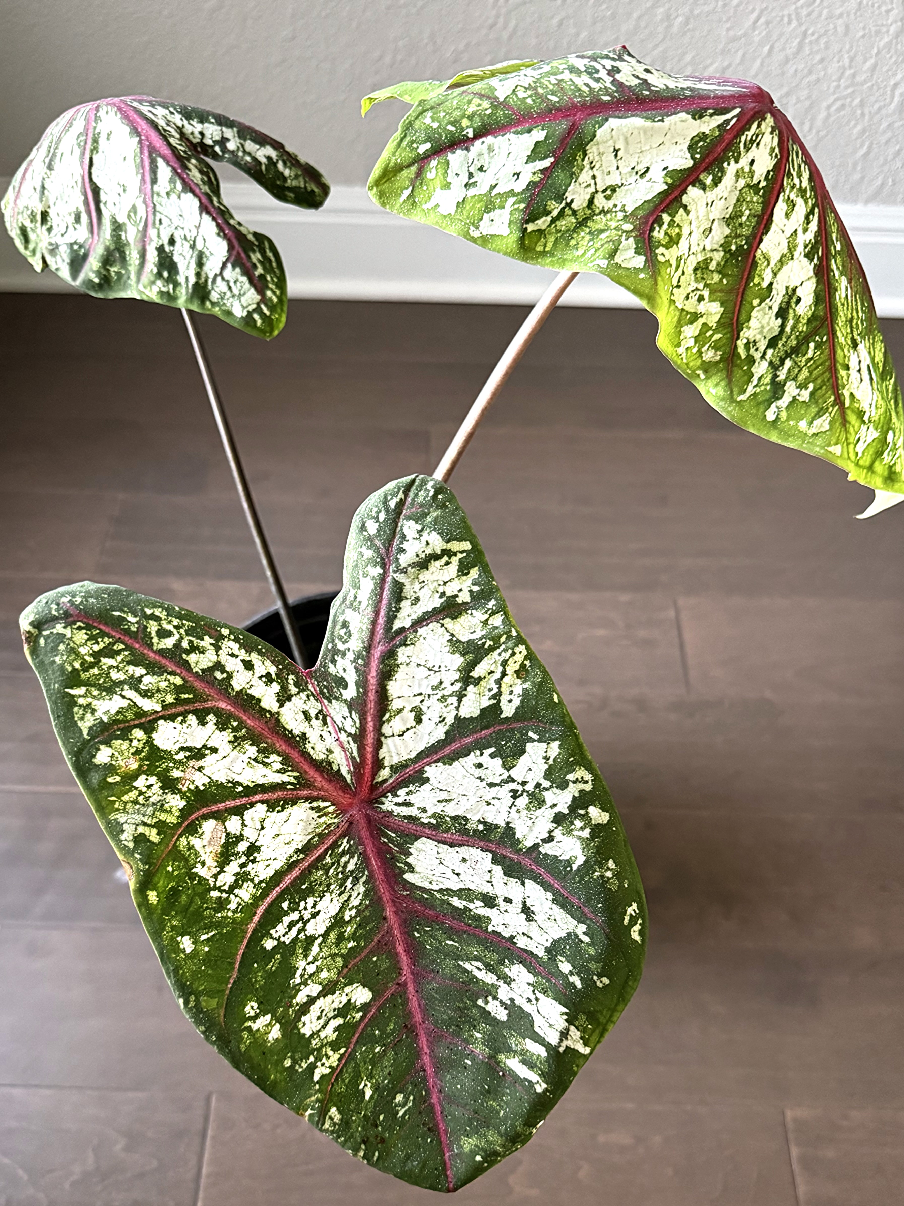 Fancy Leaf Caladium