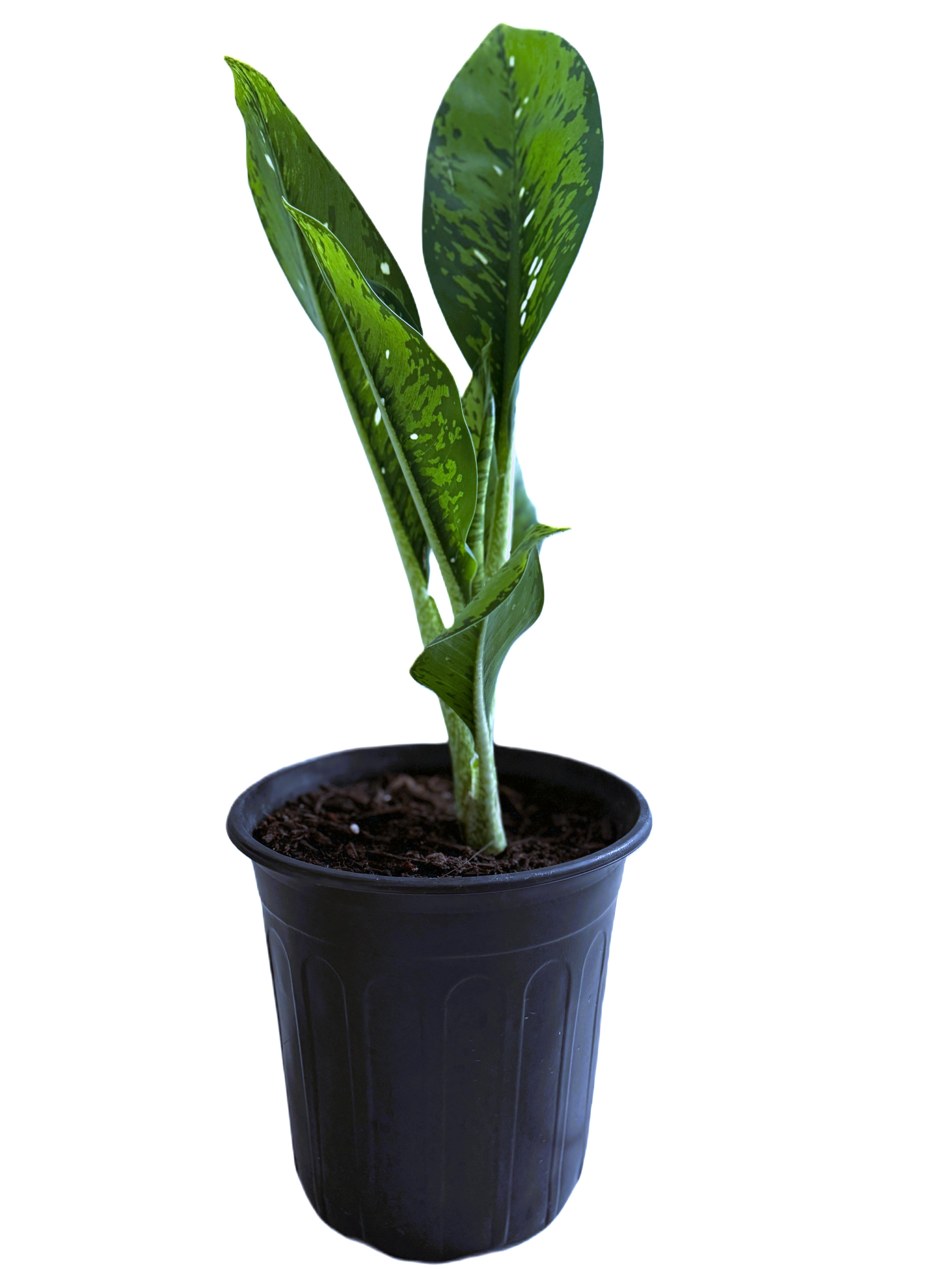 Dieffenbachia