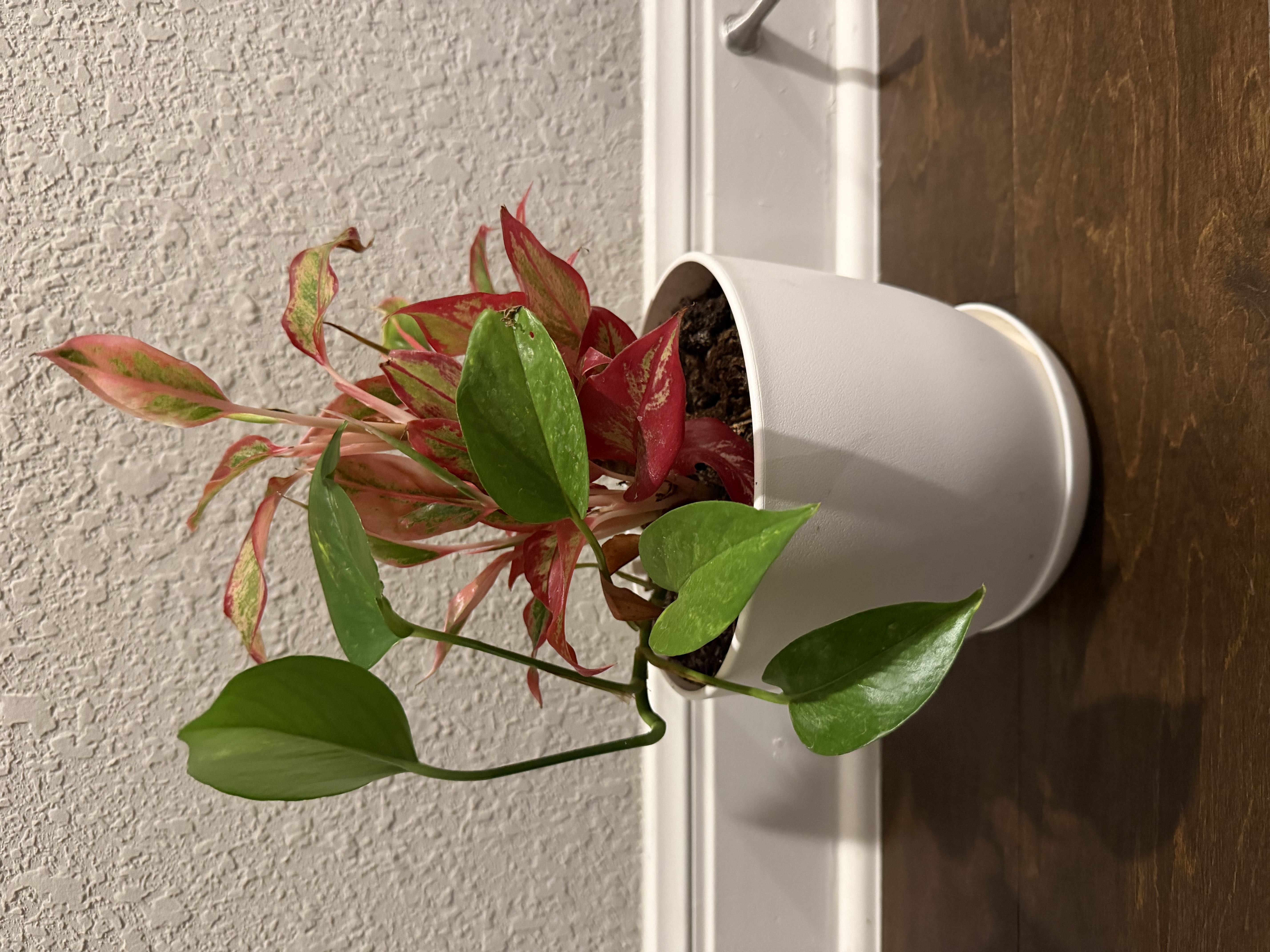 Aglaonema and Pothos Combo