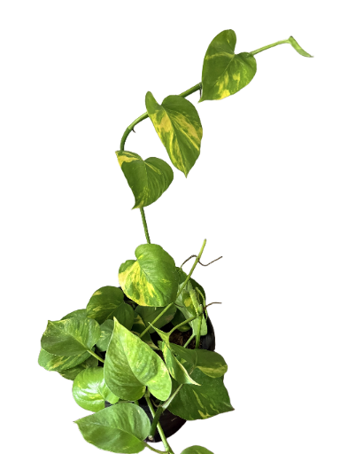 Golden Pothos Plant