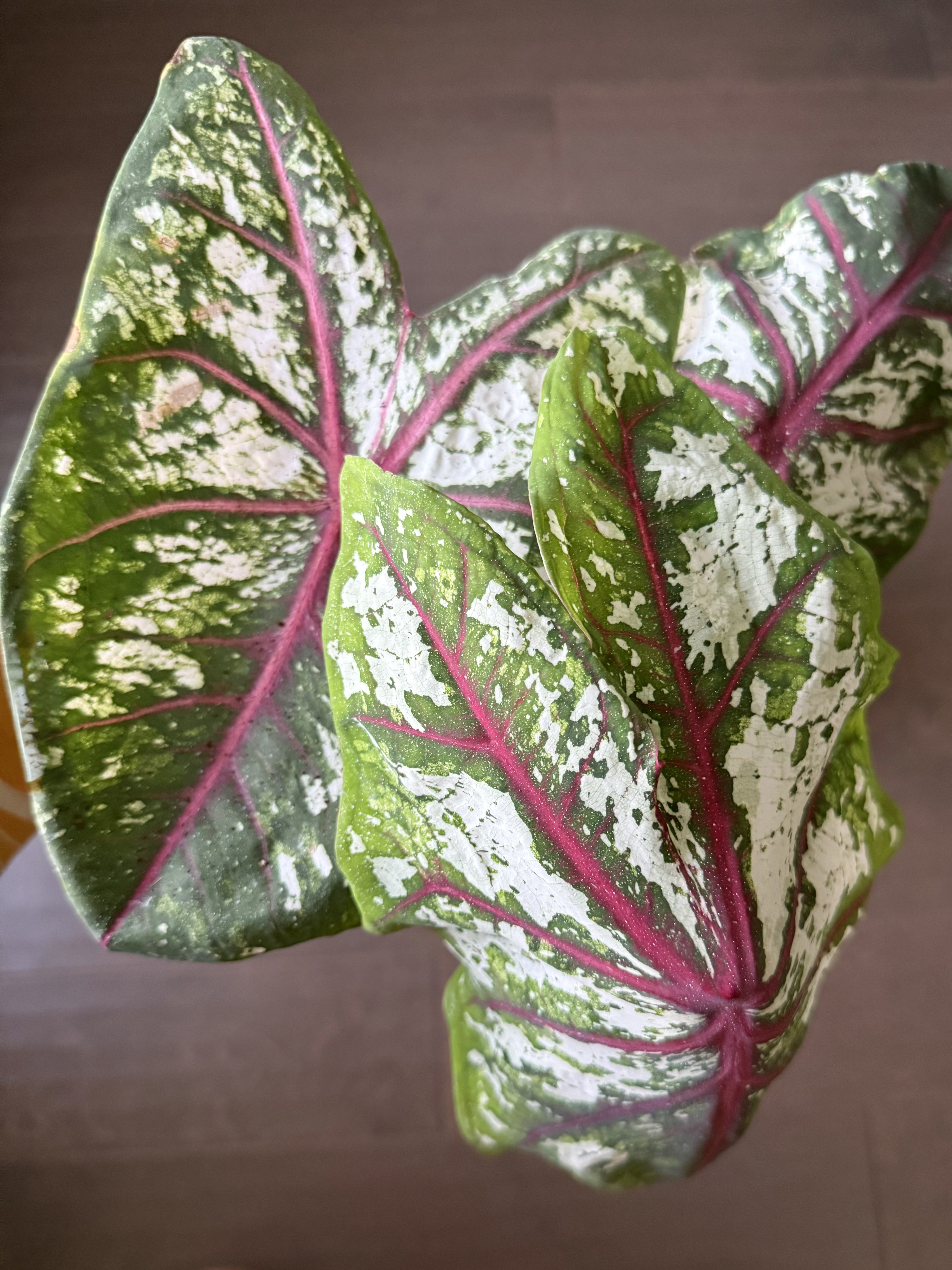 Fancy Leaf Caladium