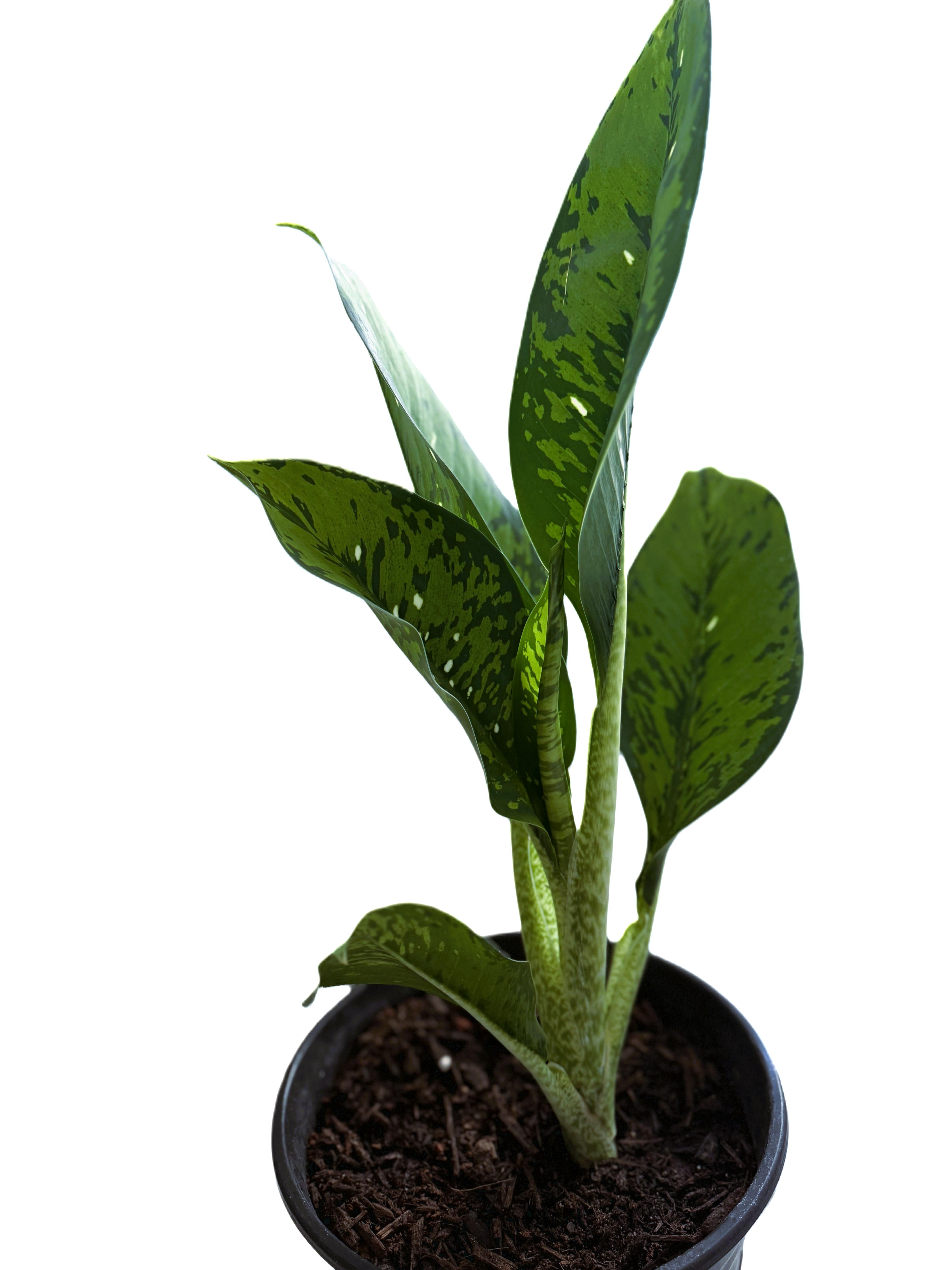 Dieffenbachia