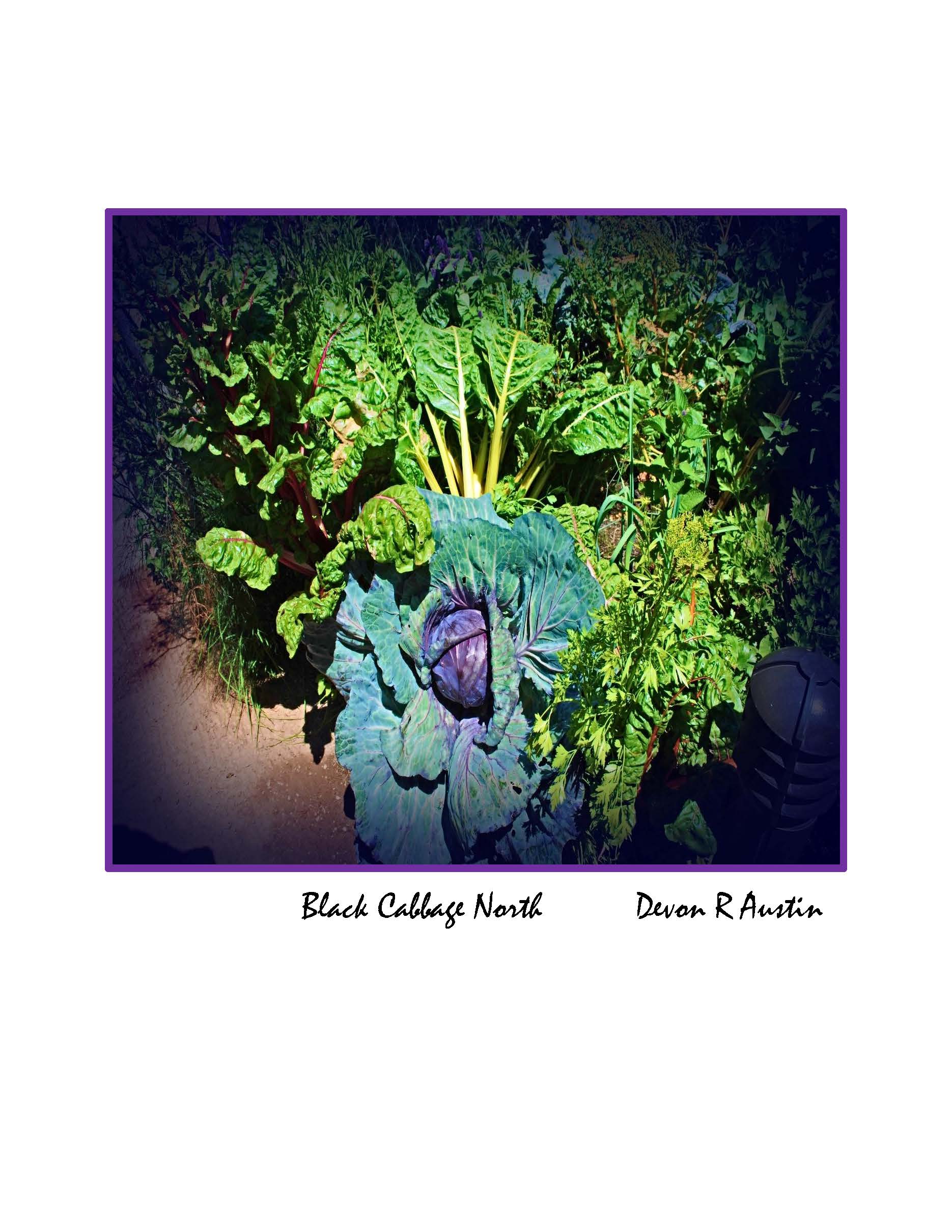 Black Cabbage North