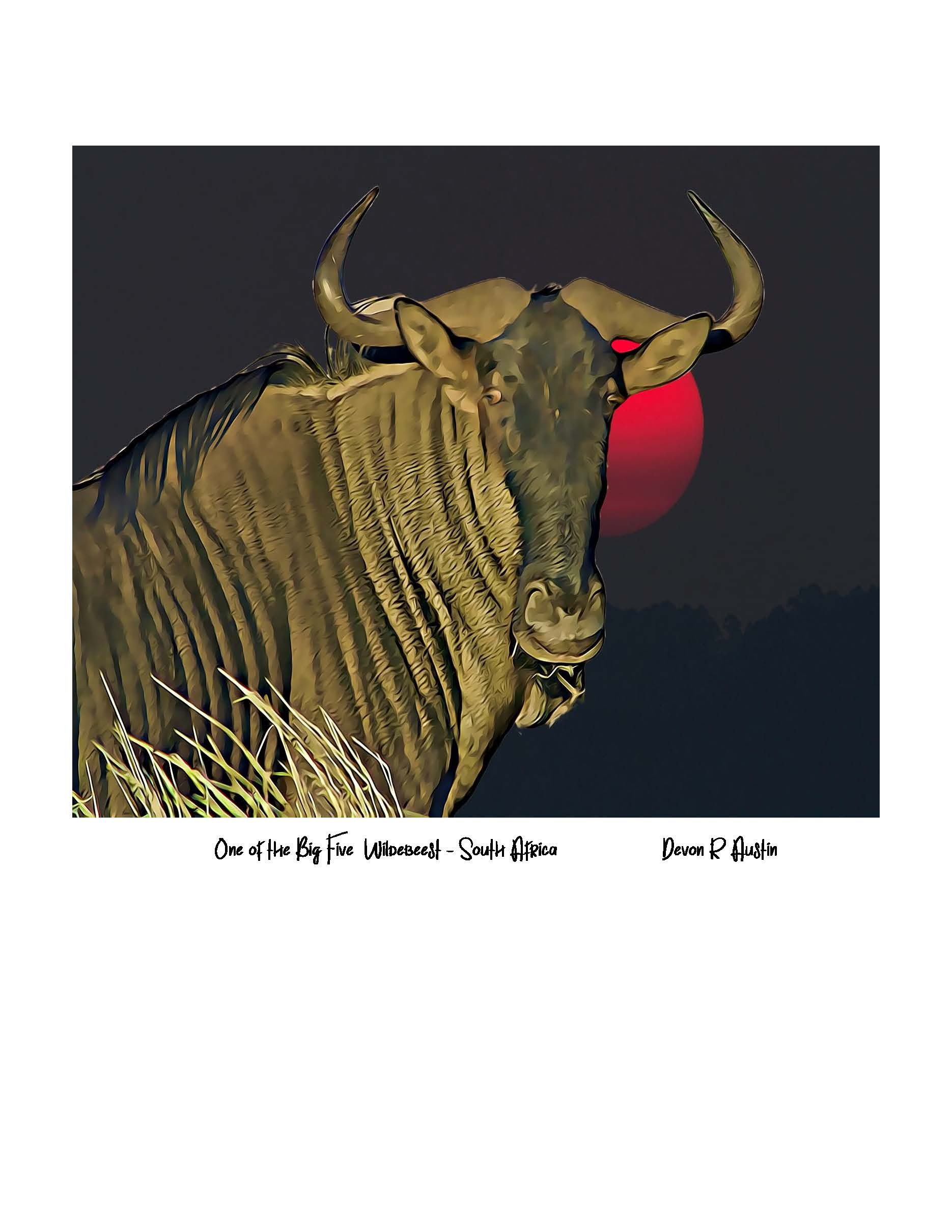 One of The Big 5 Wildebeest  South Africa 