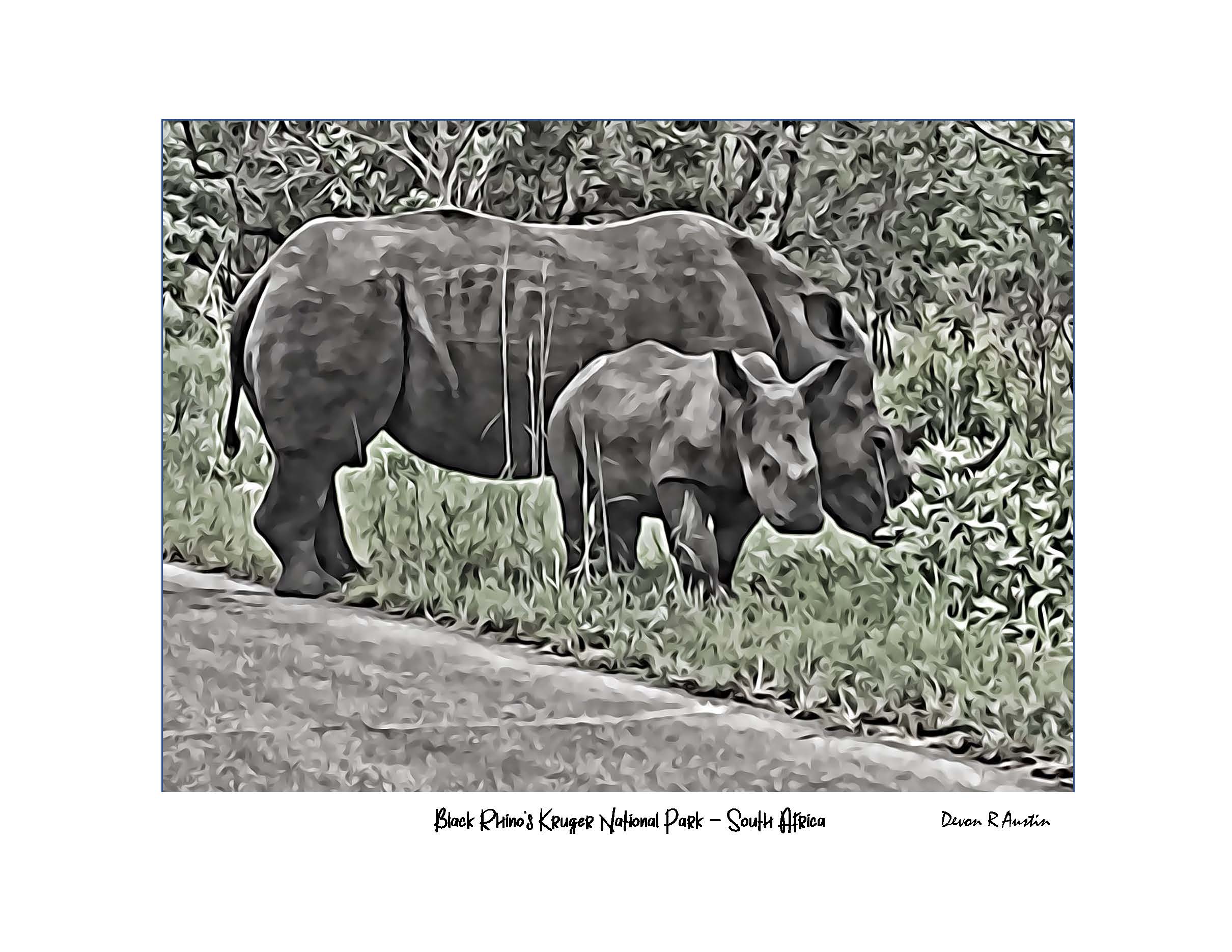 Black Rhino's Kruger National Park - South Africa (BW)