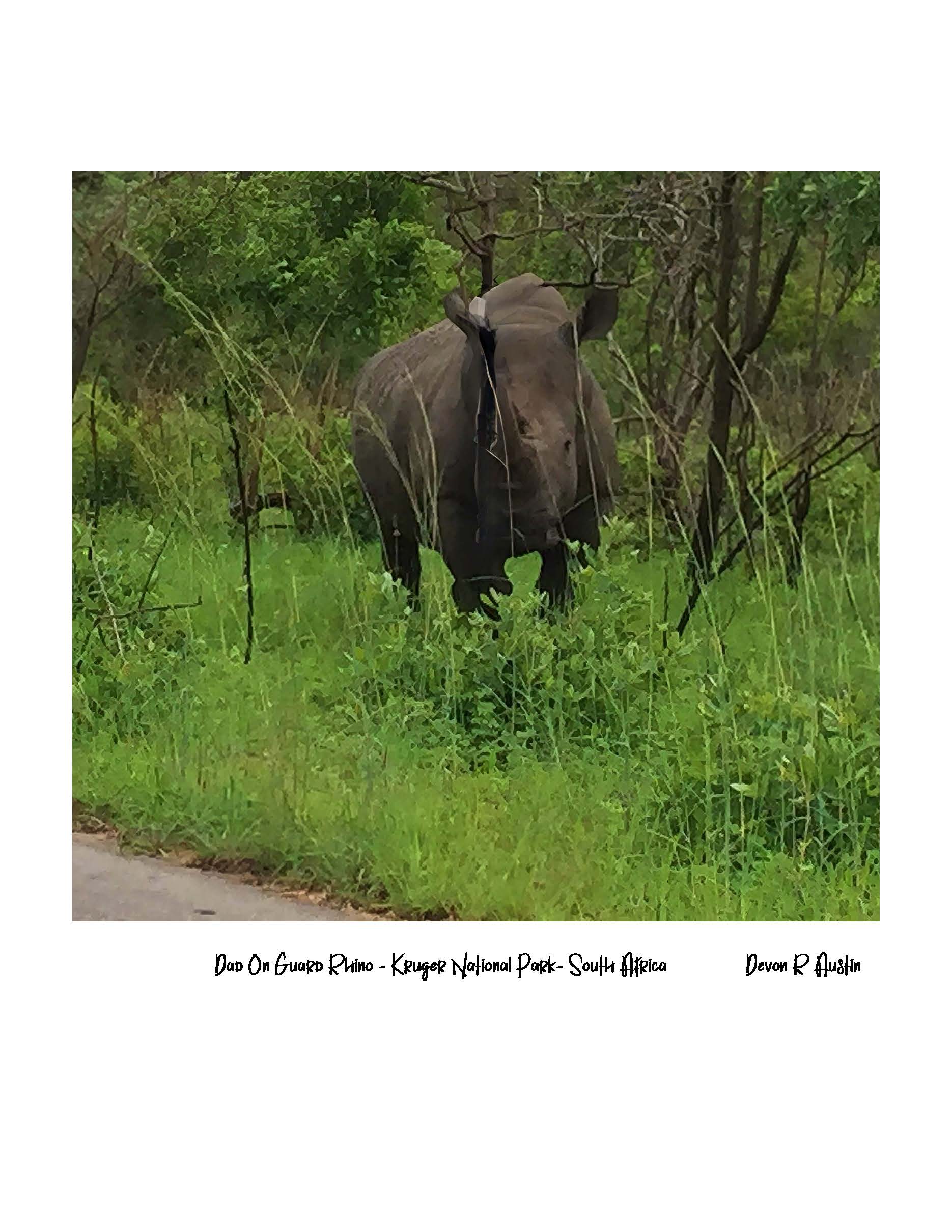 Dad On Guard Rhino Kruger National Park South Africa