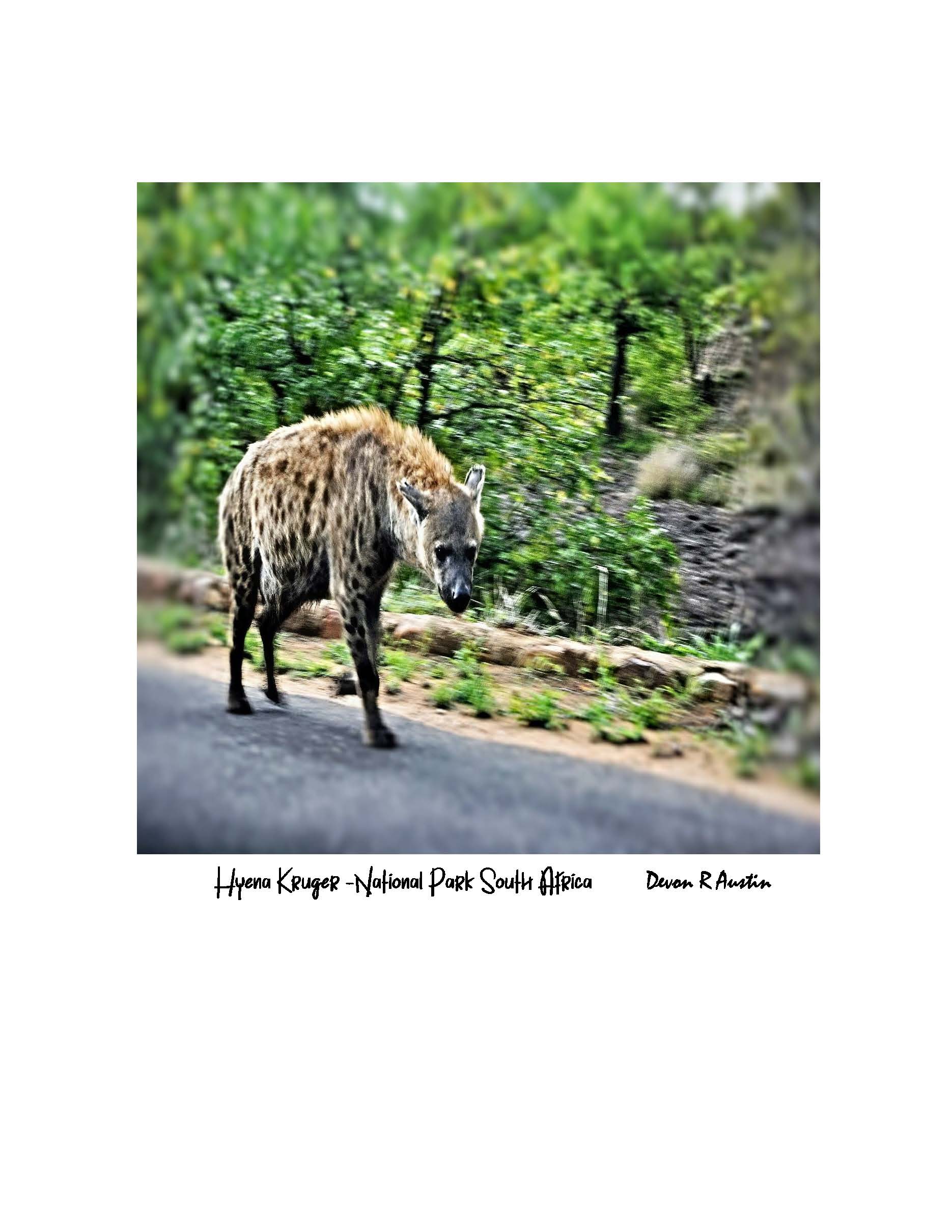 Hyena in Kruger National Park,  South Africa