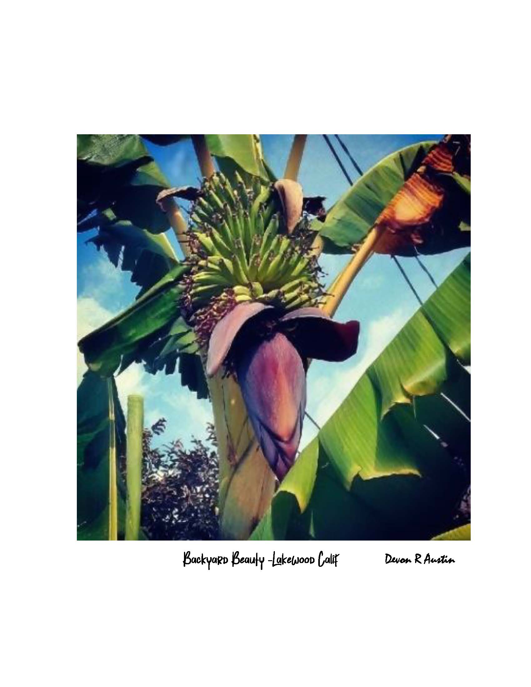 Backyard Beauty Banana - Lakewood California