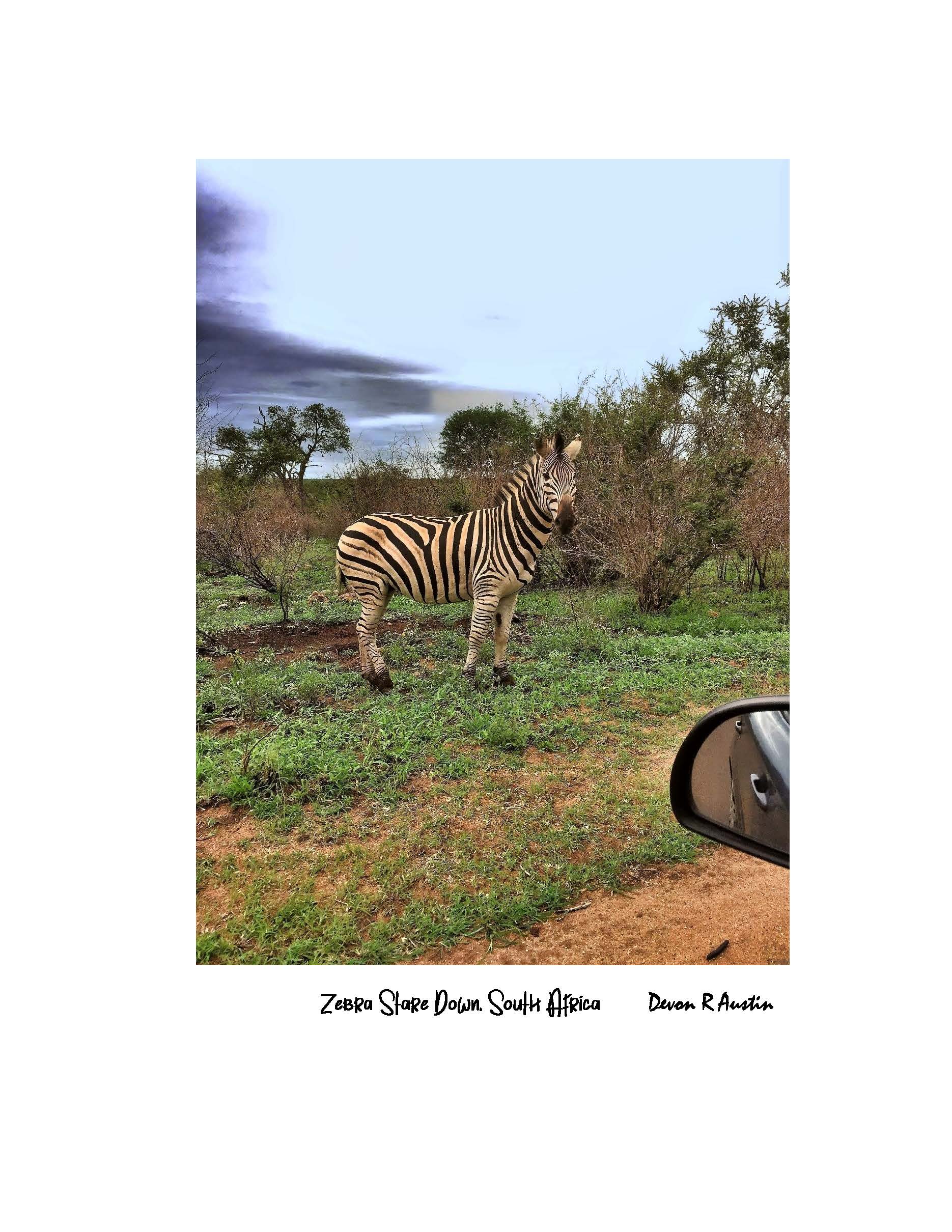 Zebra Stare Down - South Africa