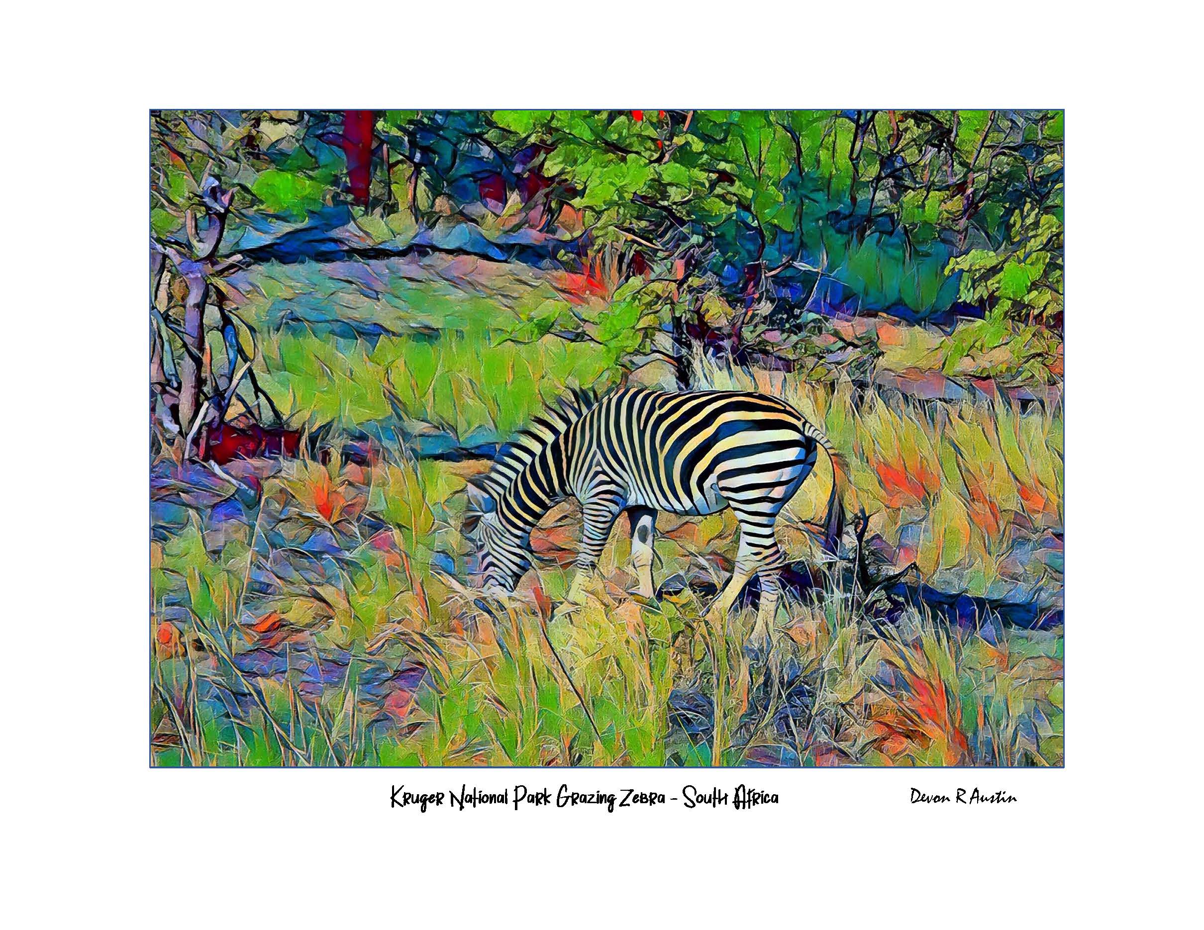 Zebra Grazing Kruger National Park, South Africa