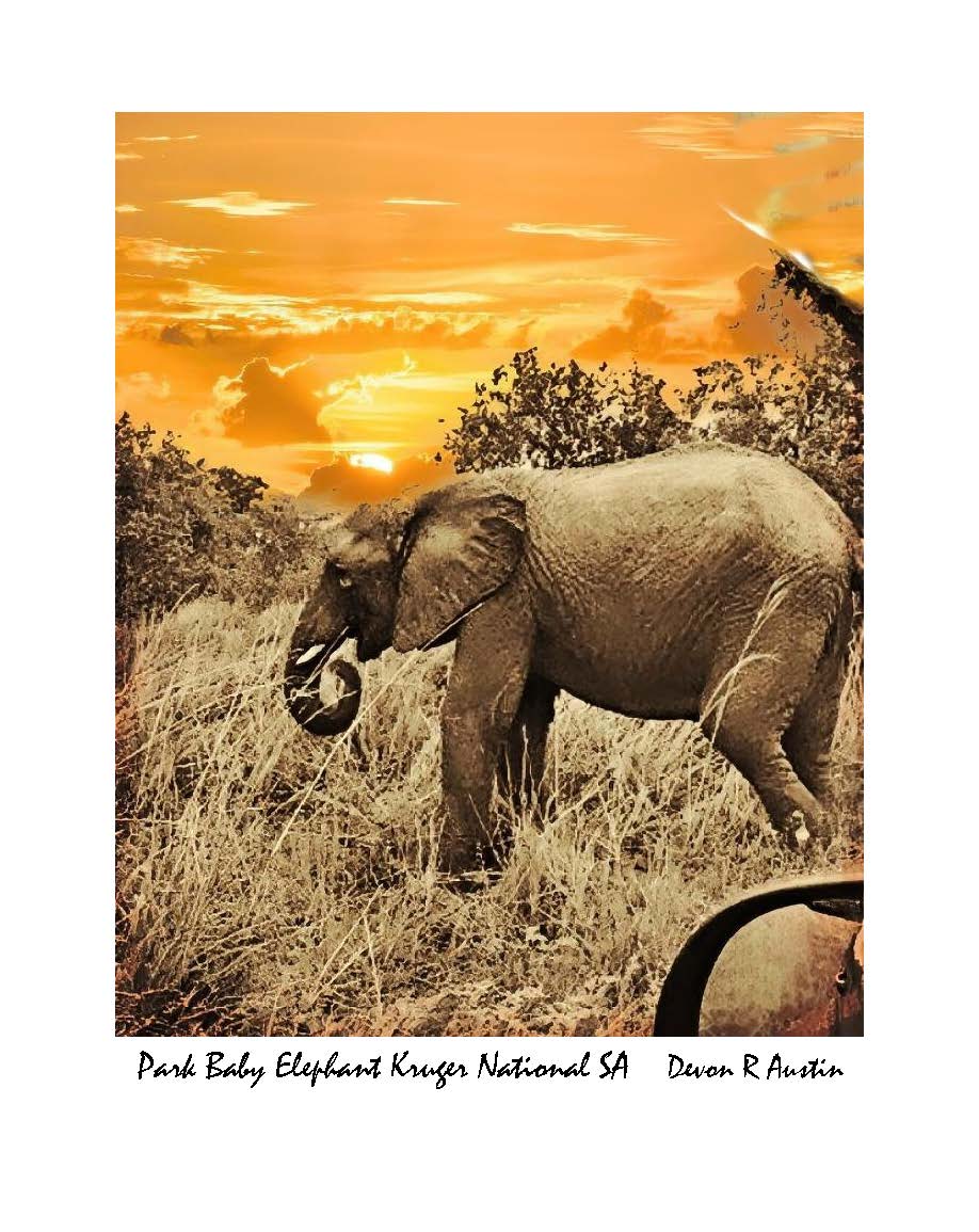 Baby Elephant Kruger Natural Park South Africa